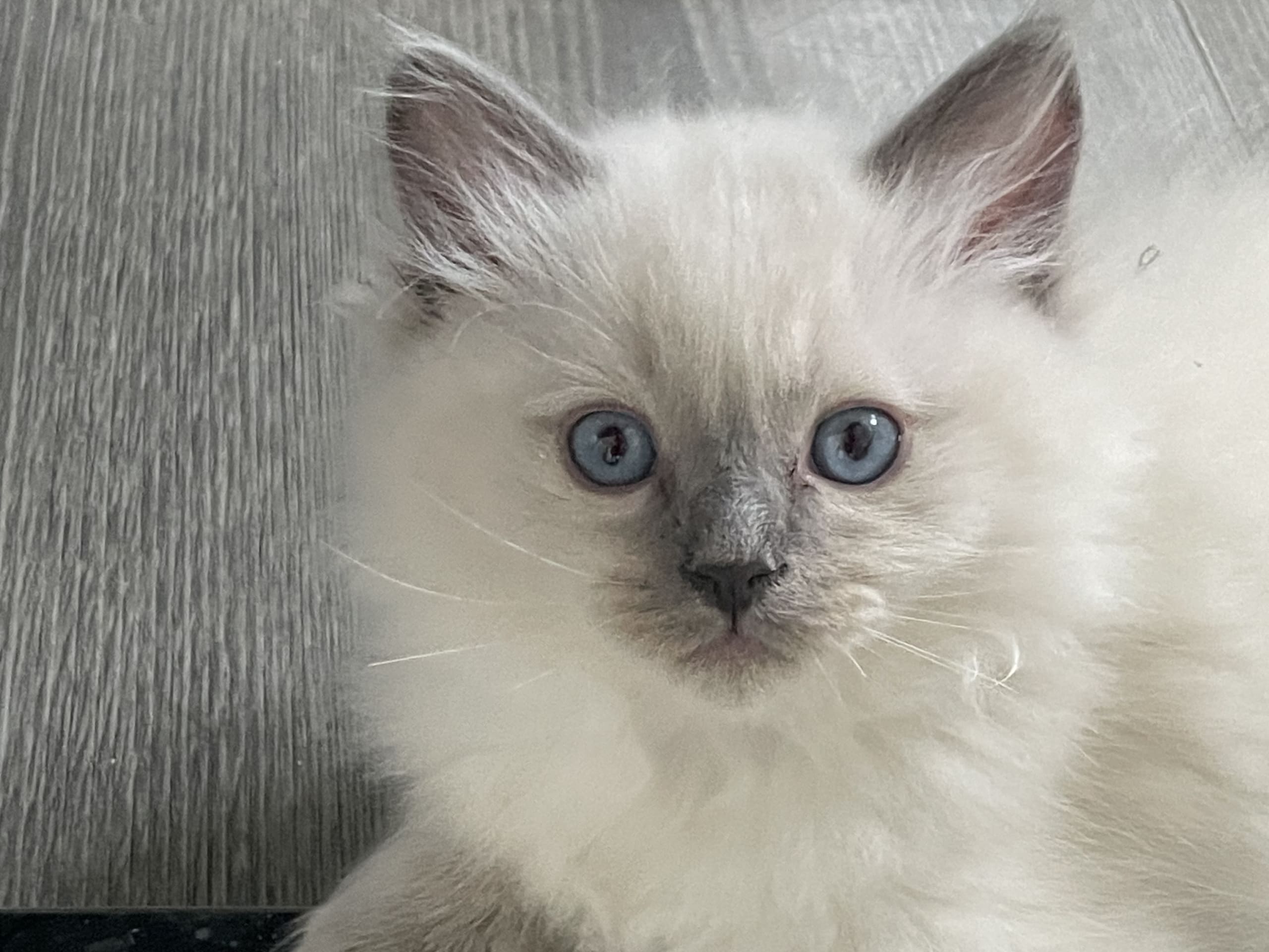 Ragdoll · 2025-12-06 · Vallentuna · Anderwels