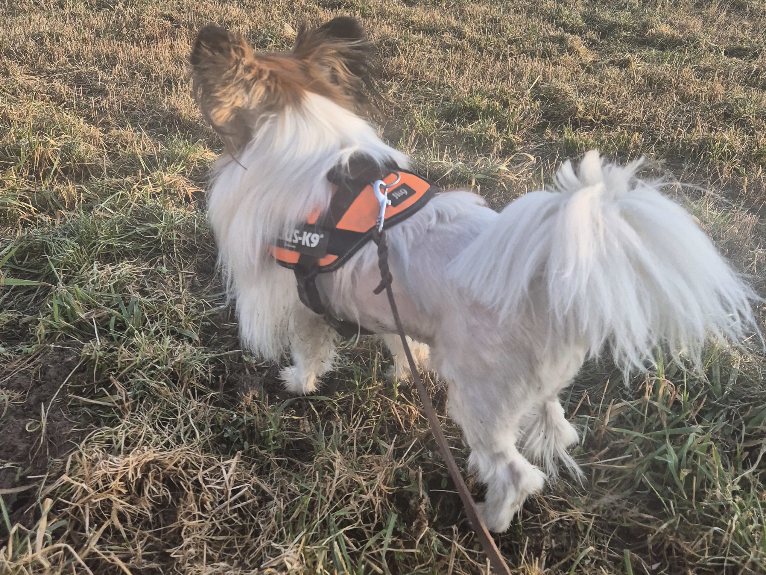 Papillon · 2023-07-06 · Möklinta · Guldnosarnas