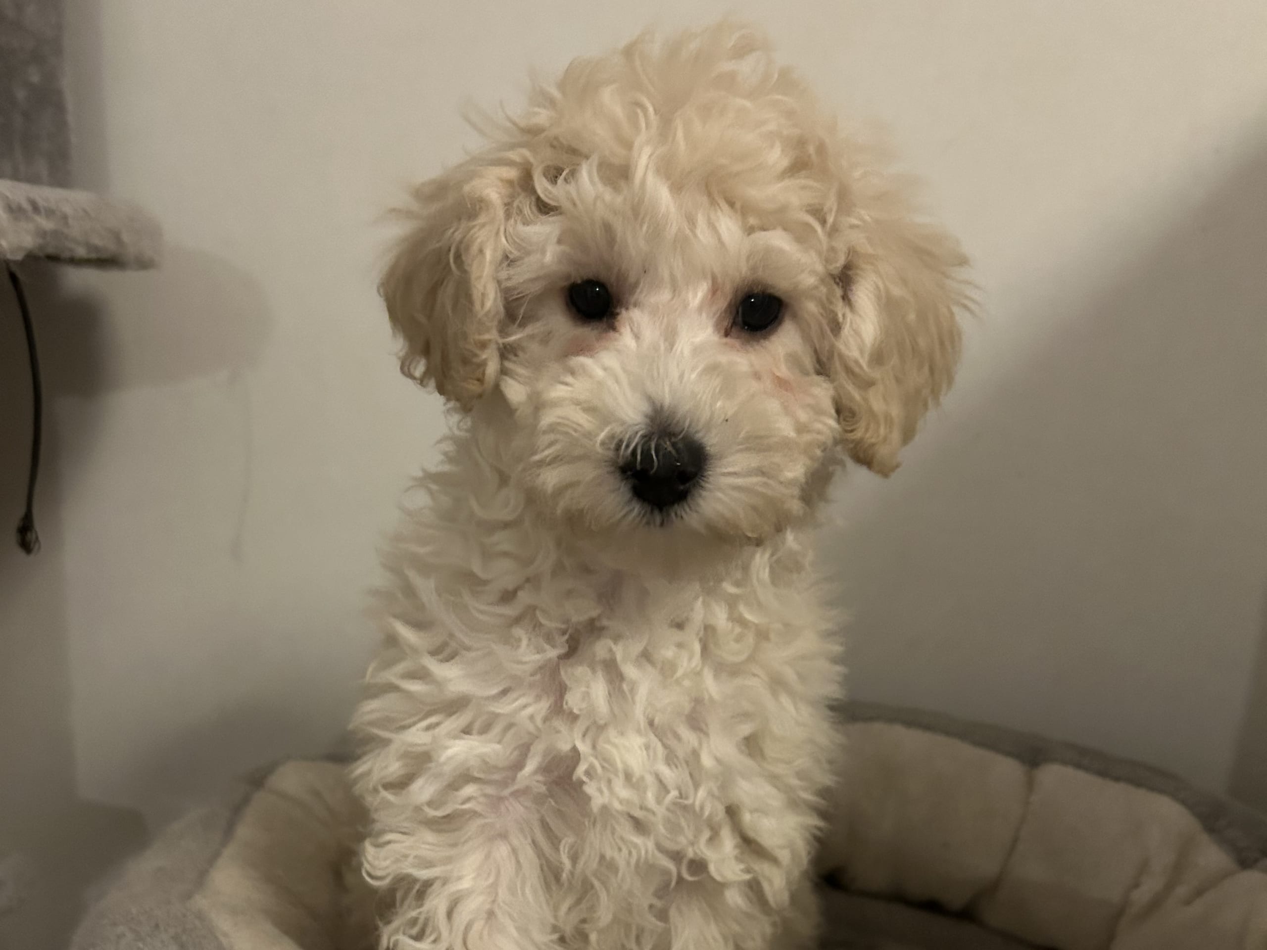 Miniature Poodle · 2025-11-16 · Vällingby · THs Tassar