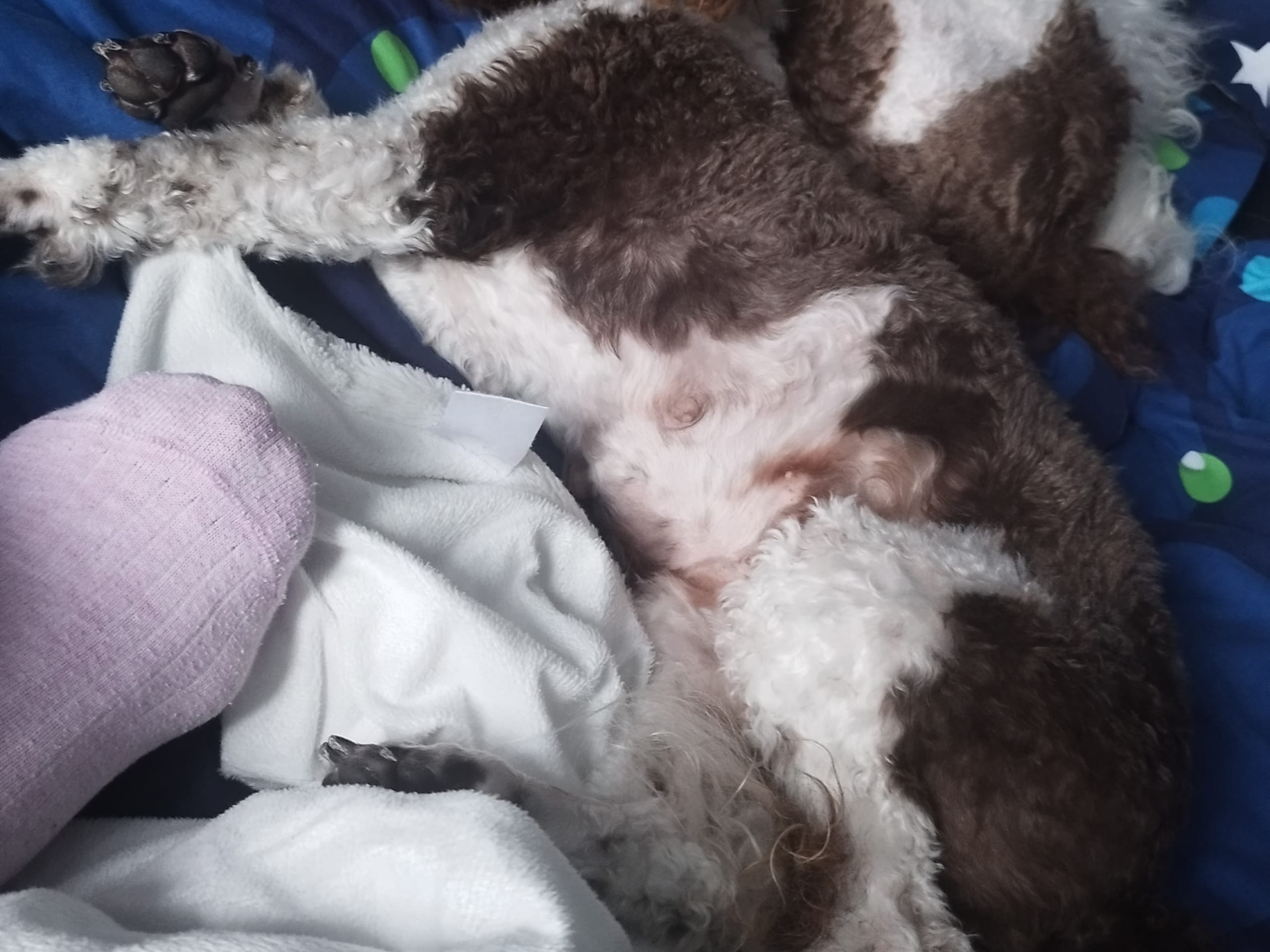 Pudel Mellan · 2022-01-01 · Hjortkvarn · Hjortkvarns Cavapoo