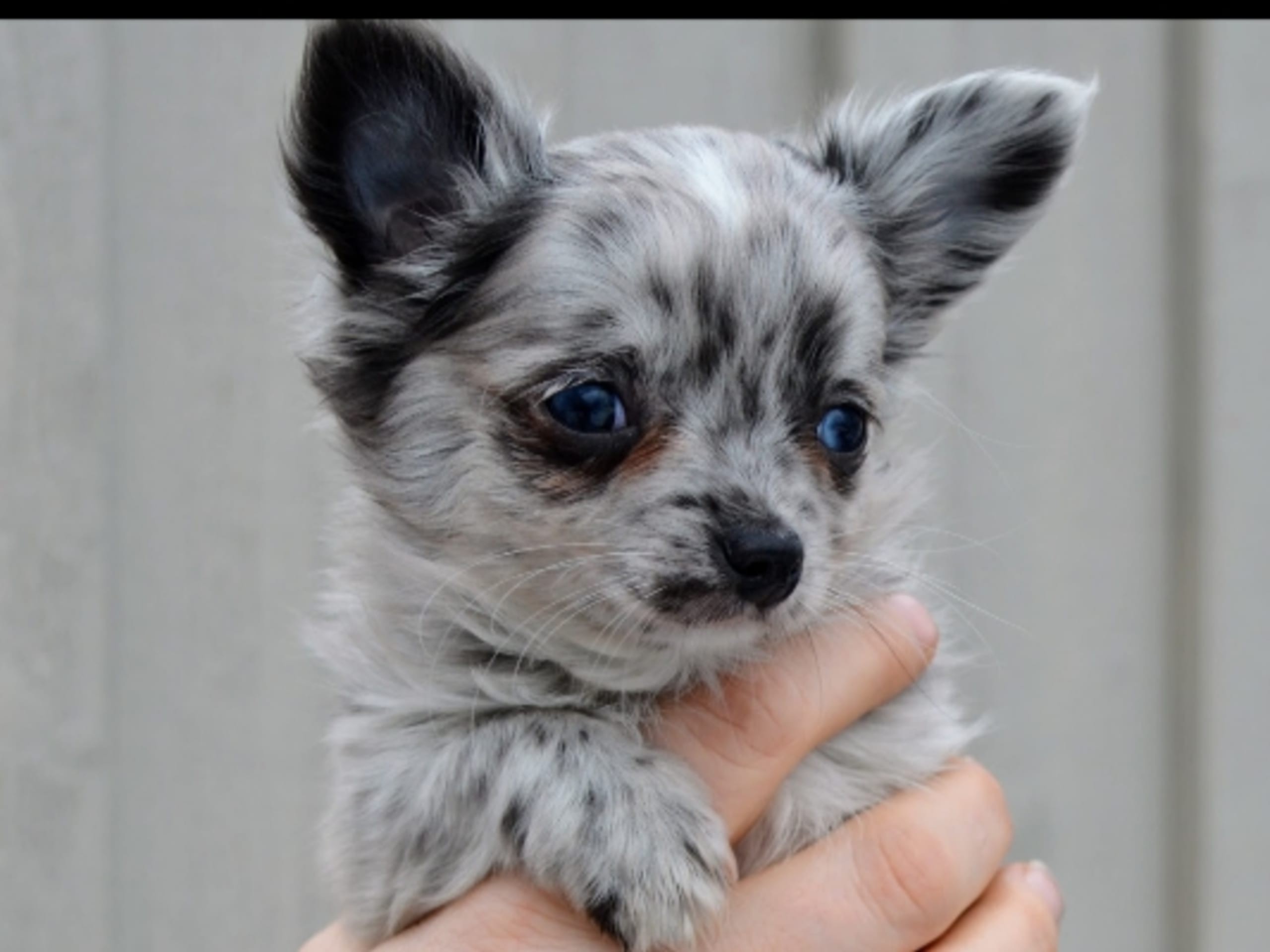 Chihuahua · 2025-12-20 · Hjo · Eva L.