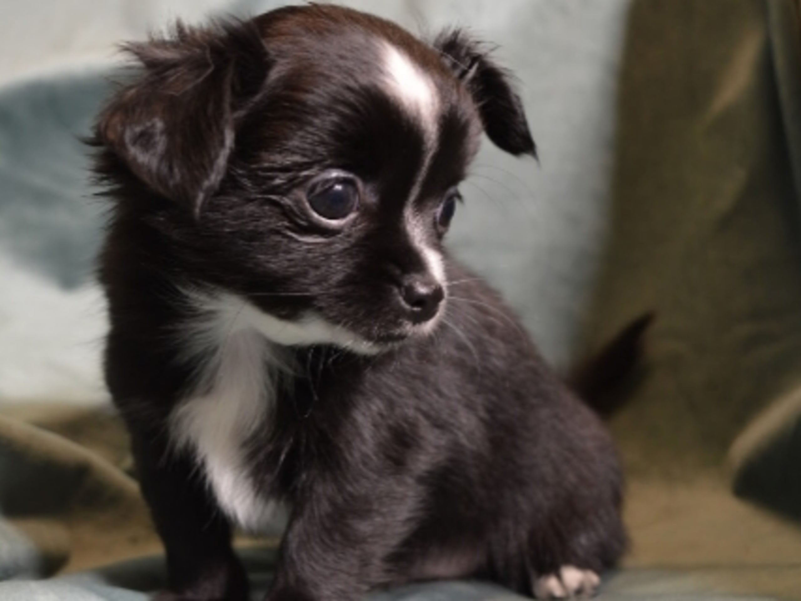 Chihuahua · 2025-12-20 · Hjo · Eva L.