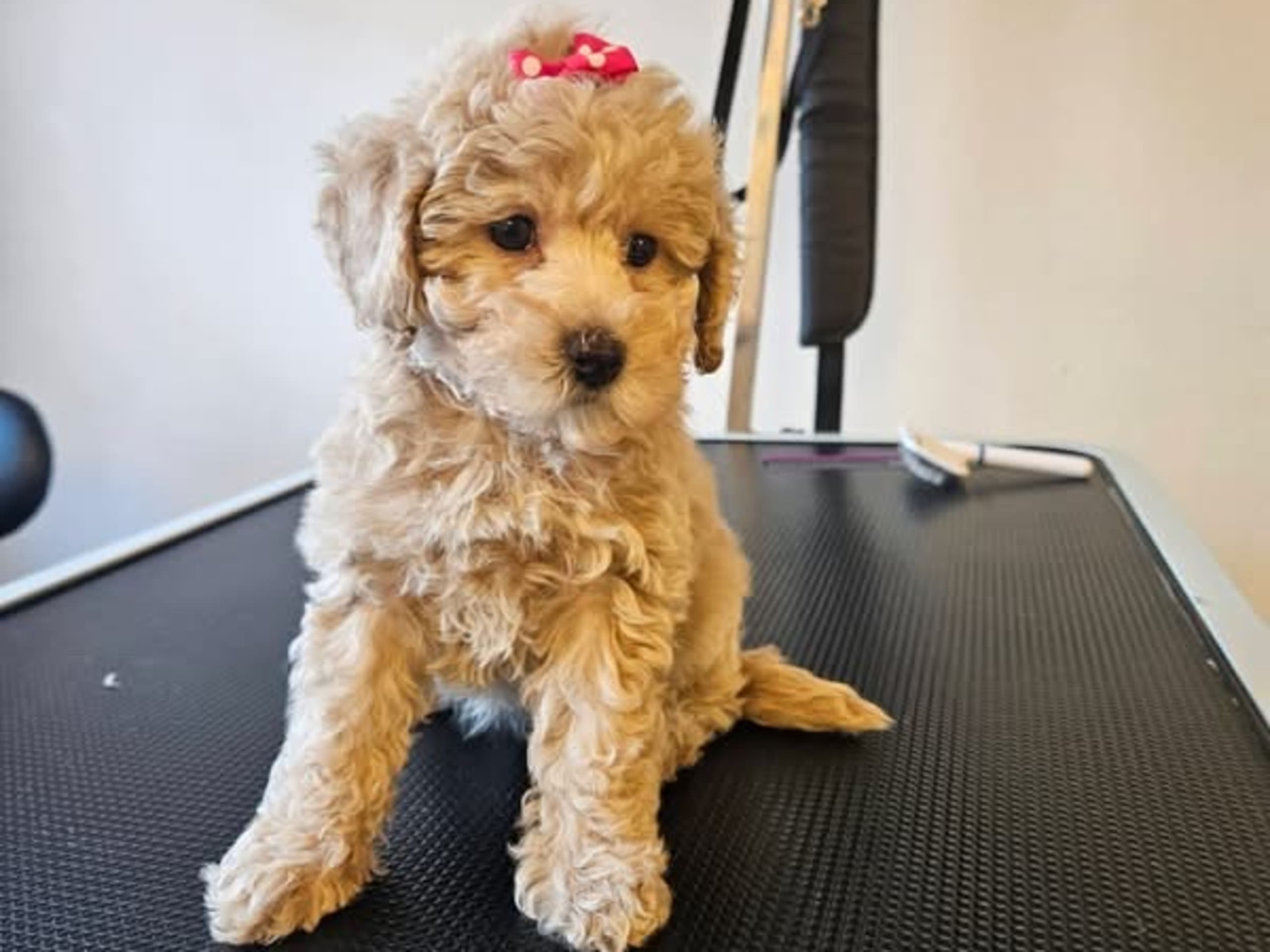 Miniature Poodle · 2025-11-04 · Klågerup · Ivana S.