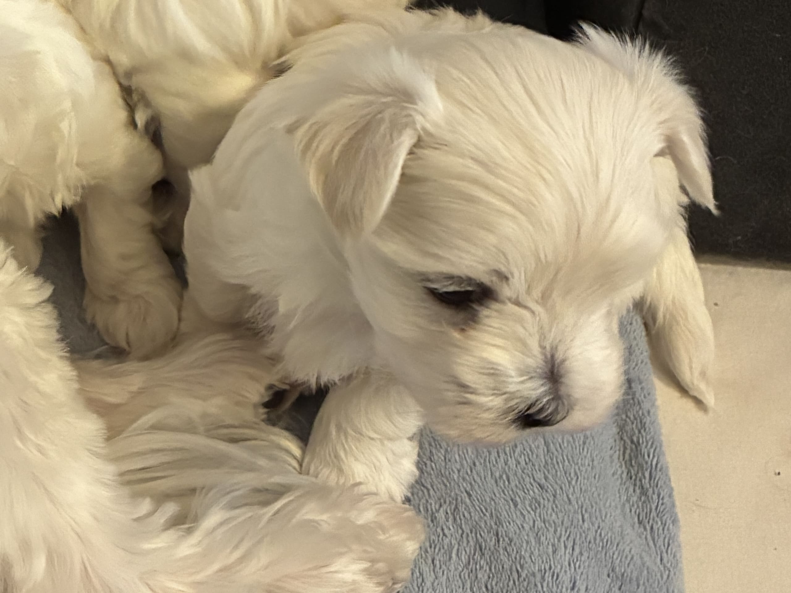 Maltese · 2025-12-20 · Vårgårda · Alplyckans