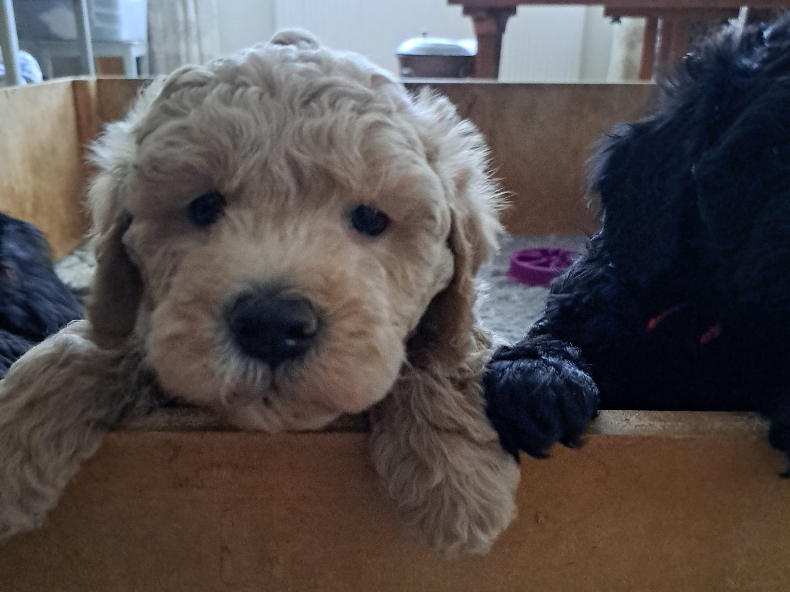 multigen Labradoodle · 2026-01-10 · Bromma · Abralabradoo