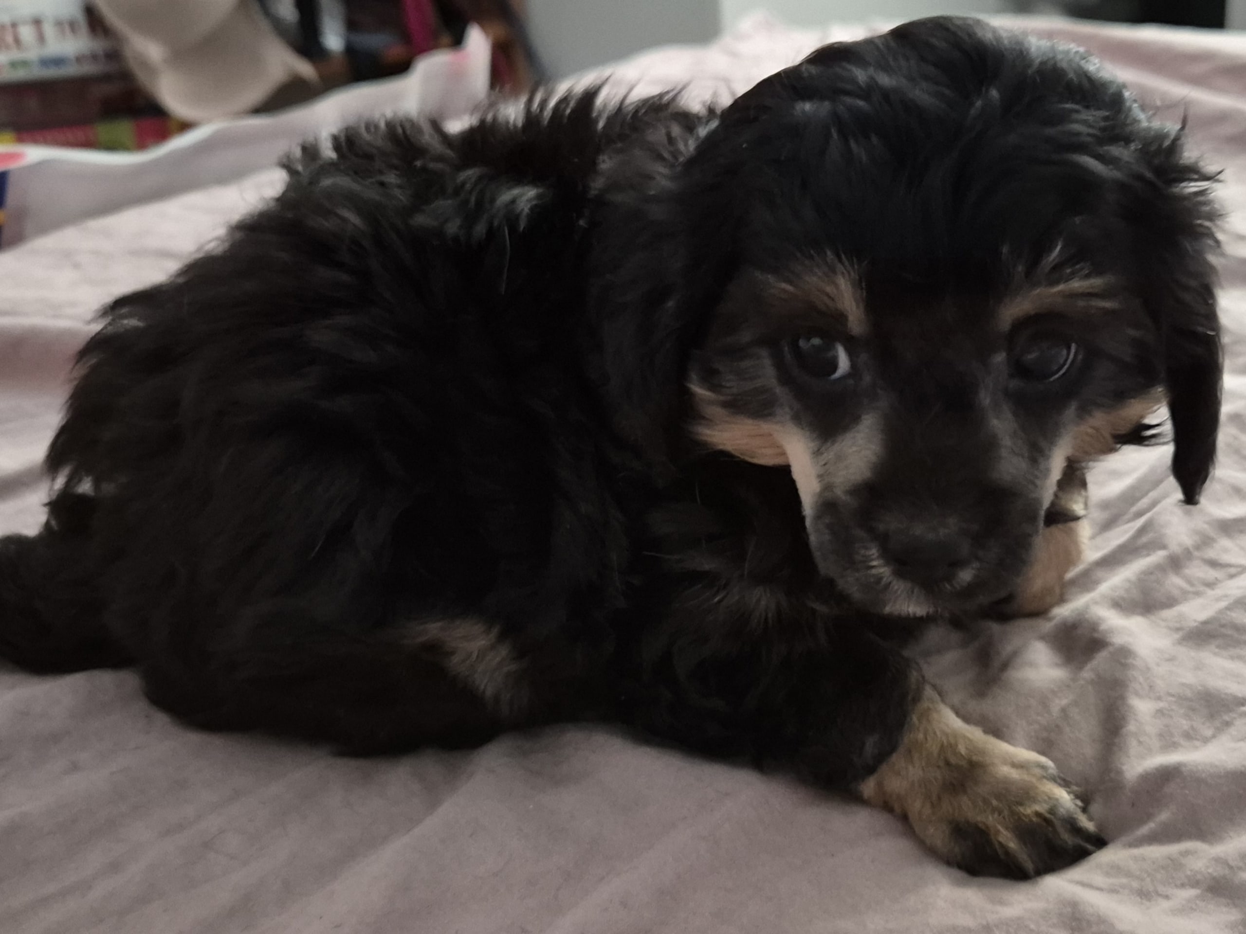 Cresterpoo · 2025-12-12 · Vara · Viktoria S.