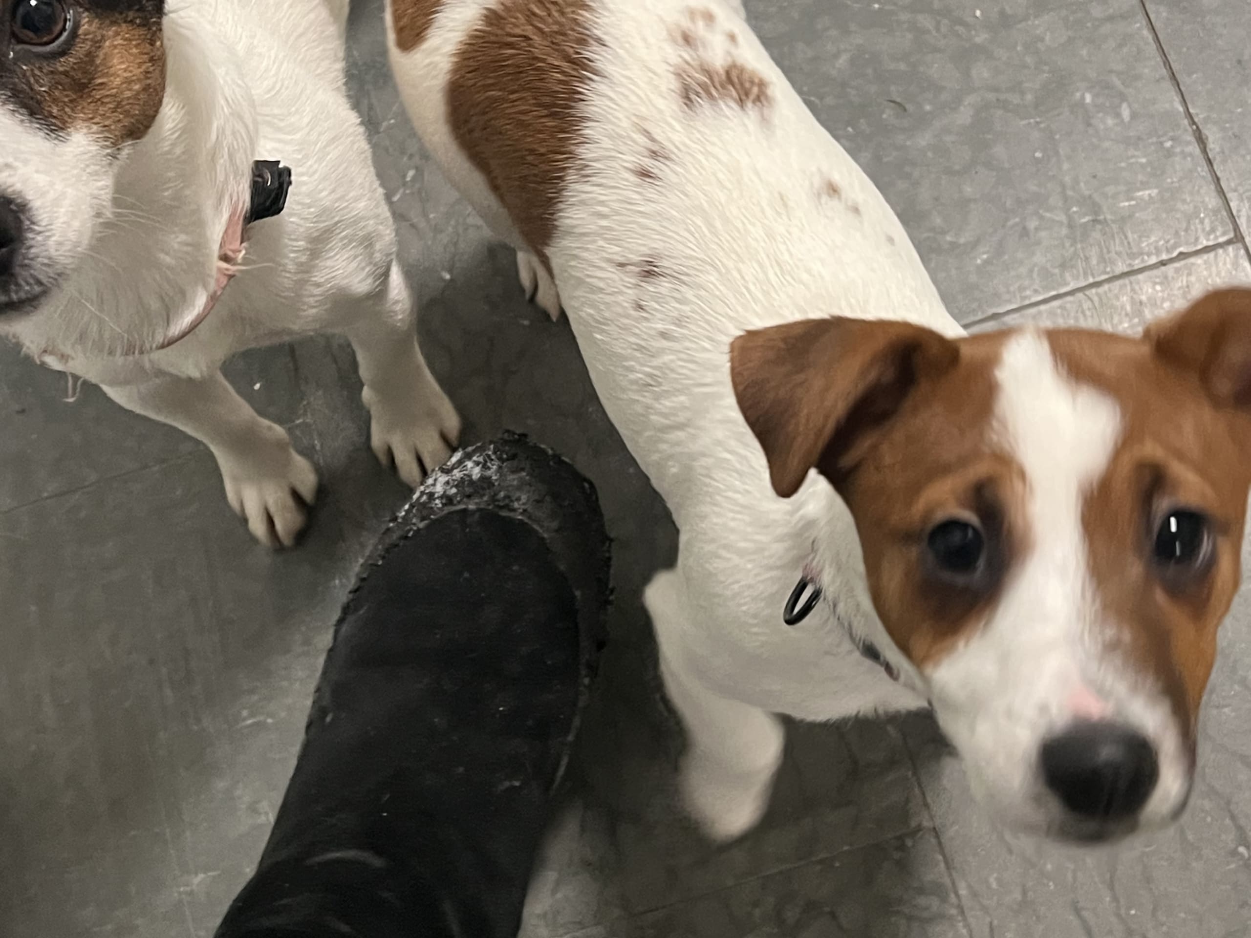 Jack Russell Terrier · 2025-09-18 · Danderyd · Djursholms tassar