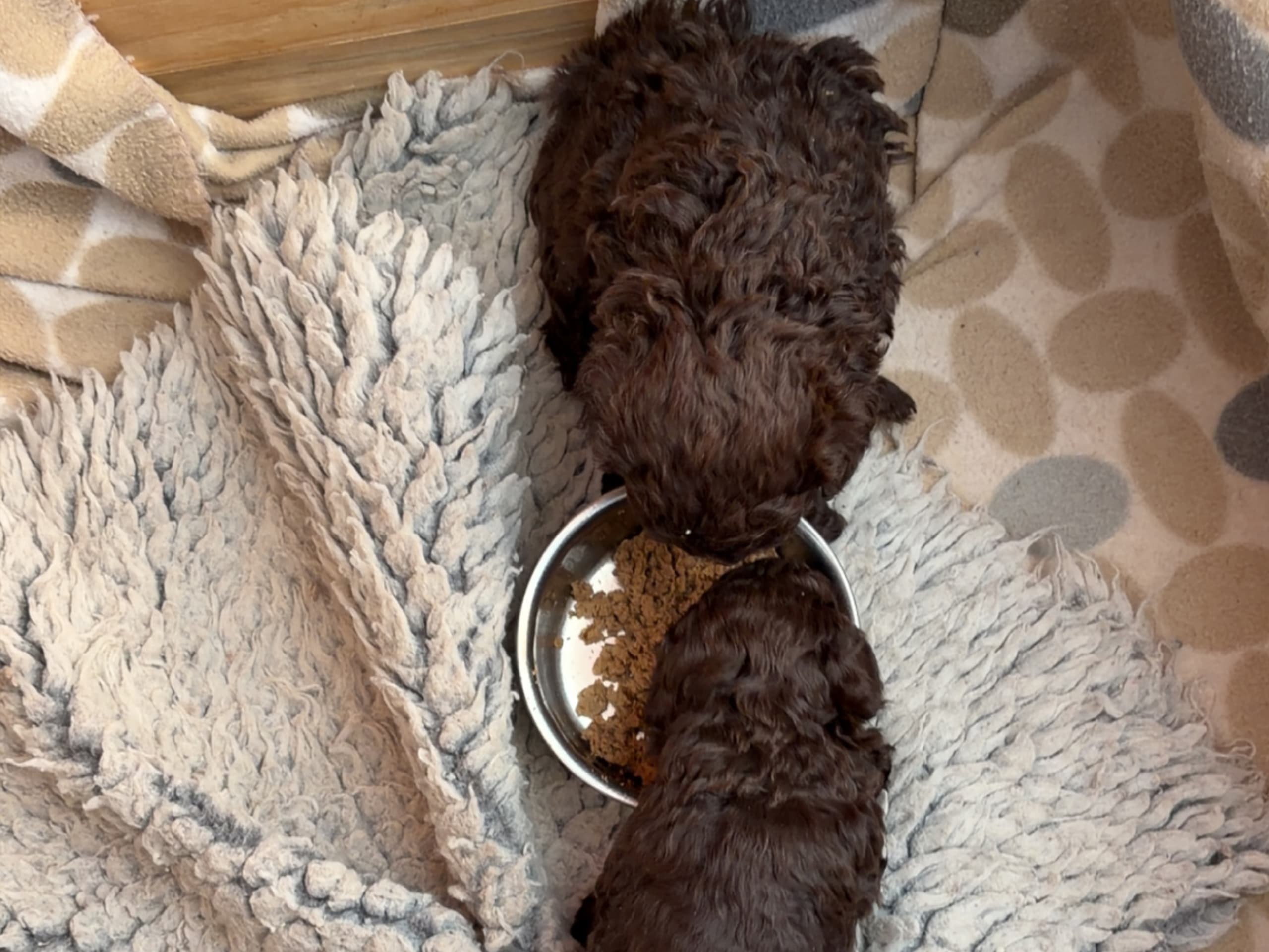 Miniature Poodle · 2026-01-05 · Tomelilla · Rosdala