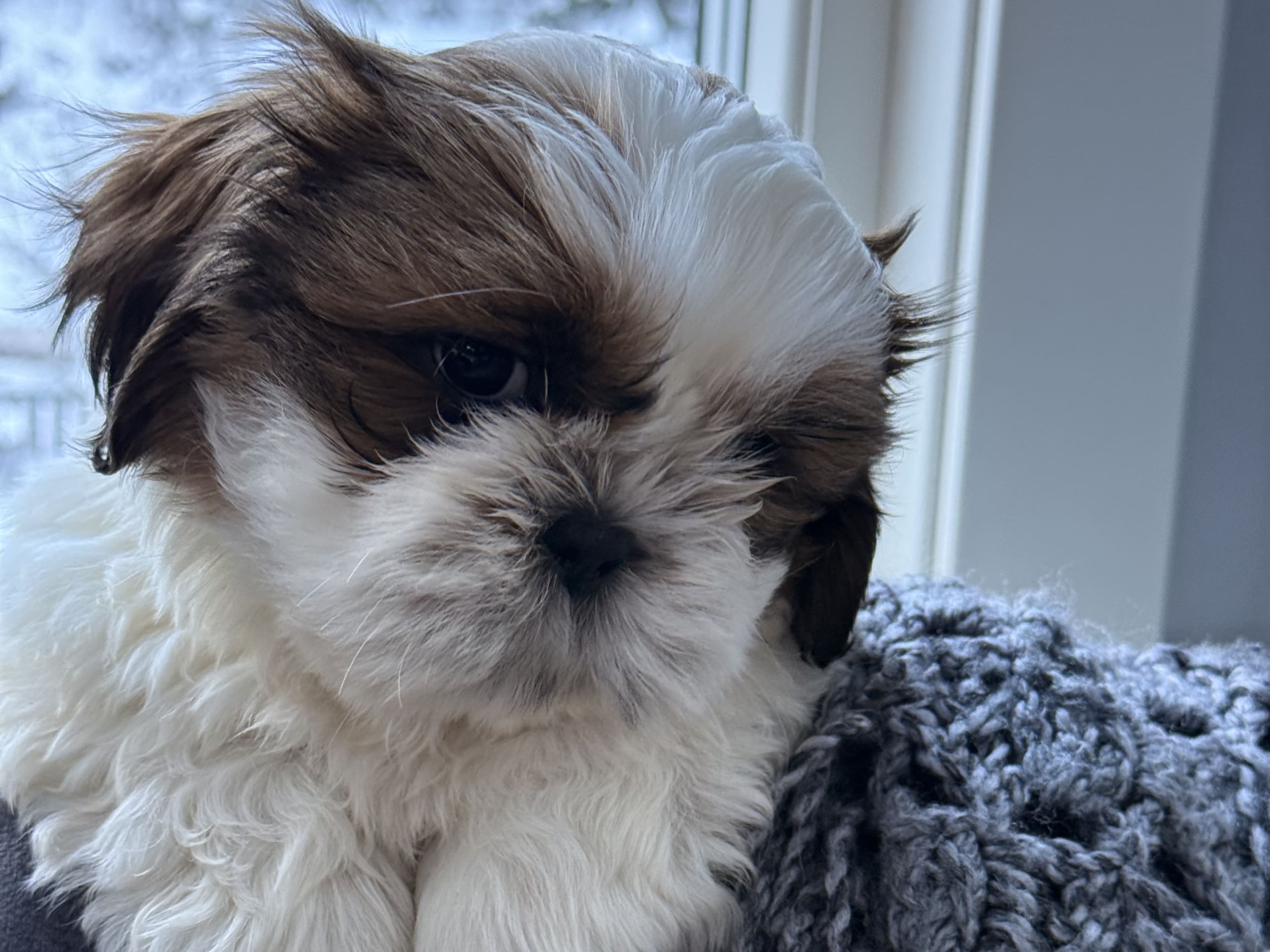 Shih Tzu