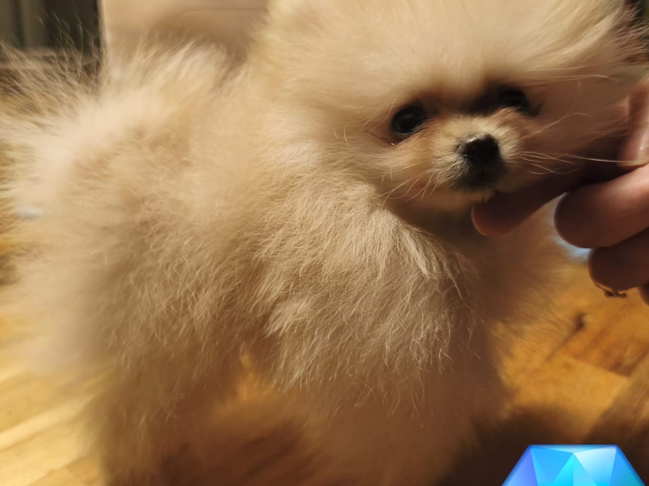 Pomeranian · 2025-10-15 · Kramfors · High Coast Sweet Legacy