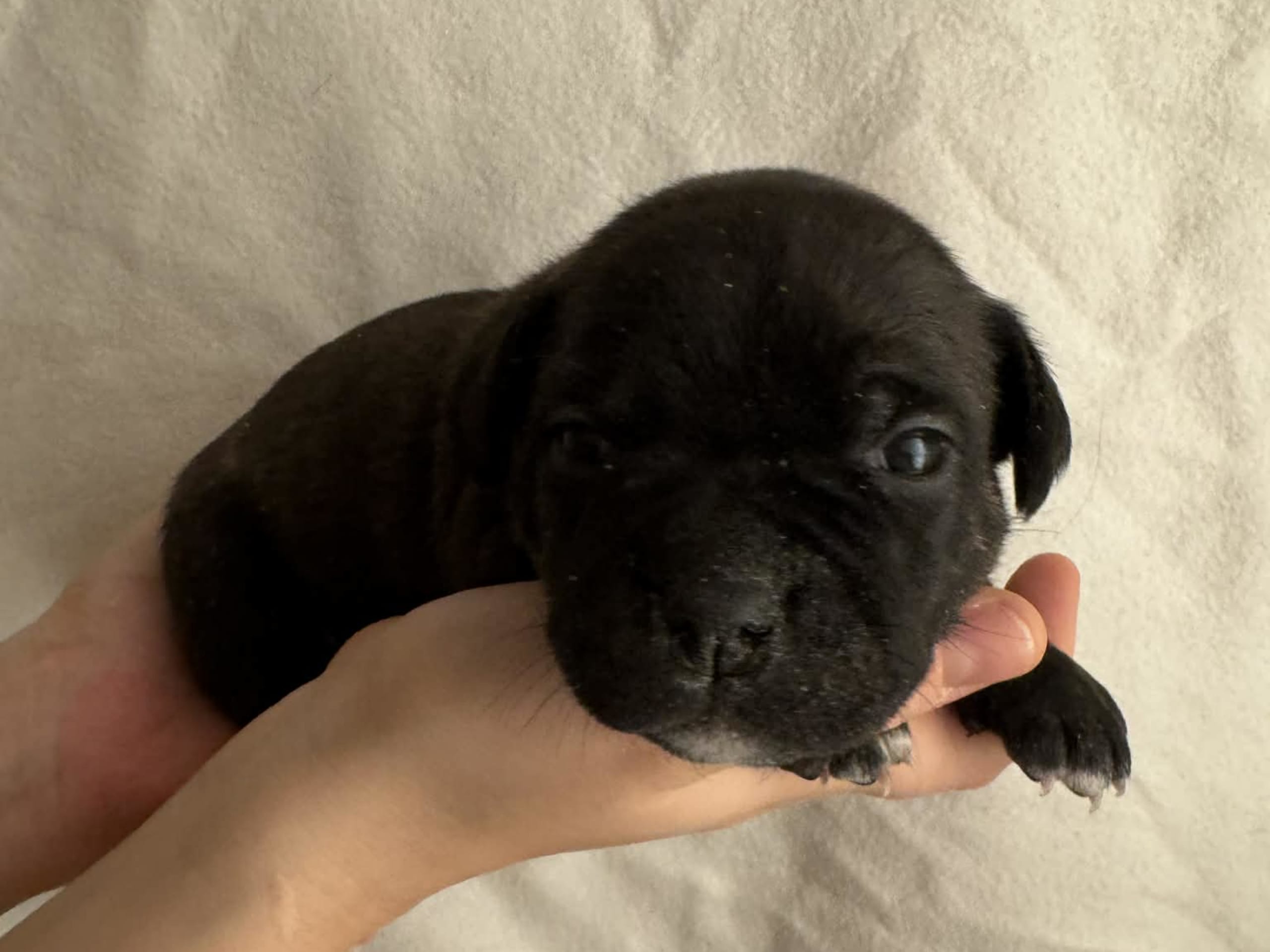 Staffordshire Bull Terrier