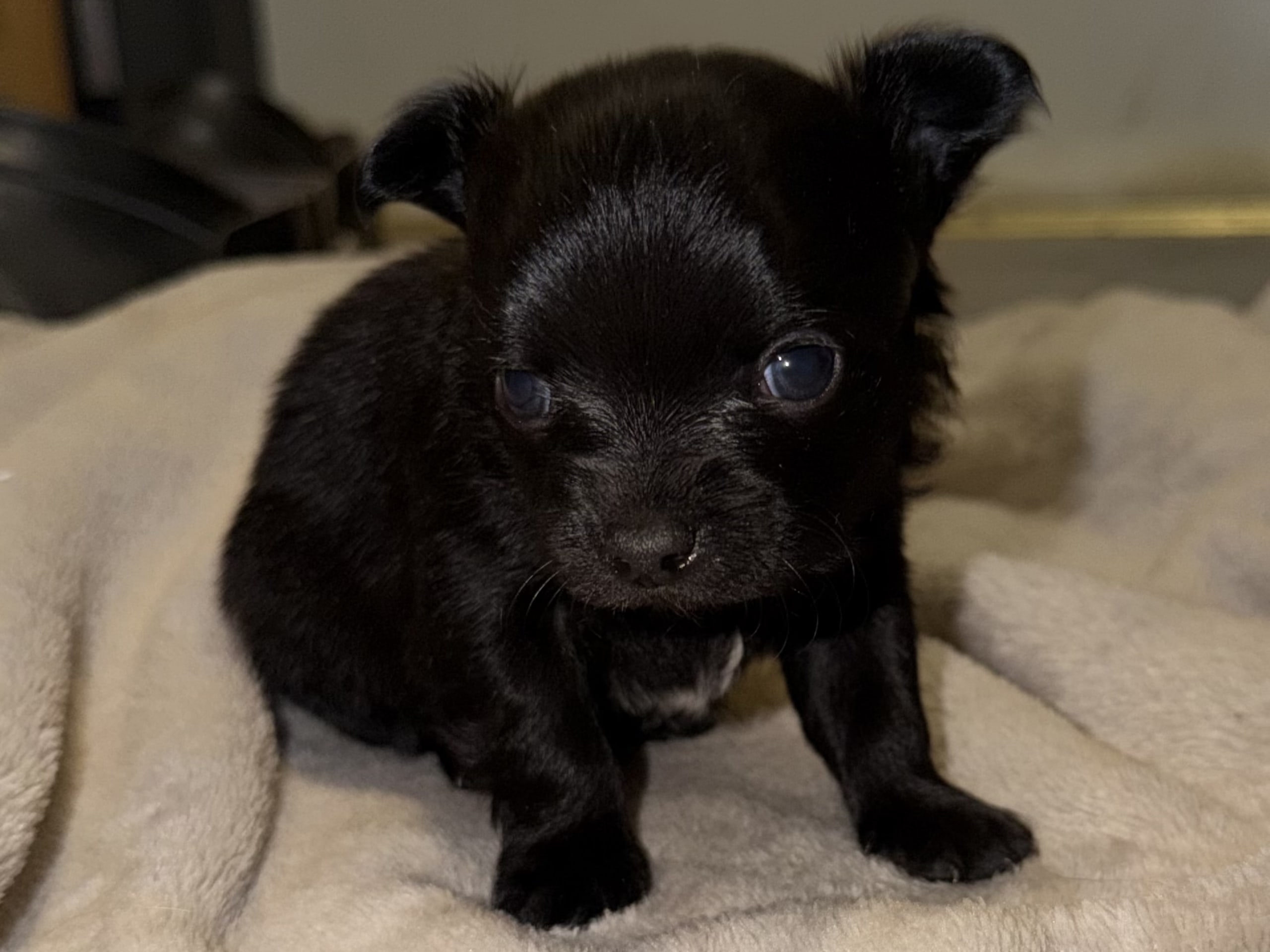 Chihuahua · 2025-12-07 · Bergsjö · - - -