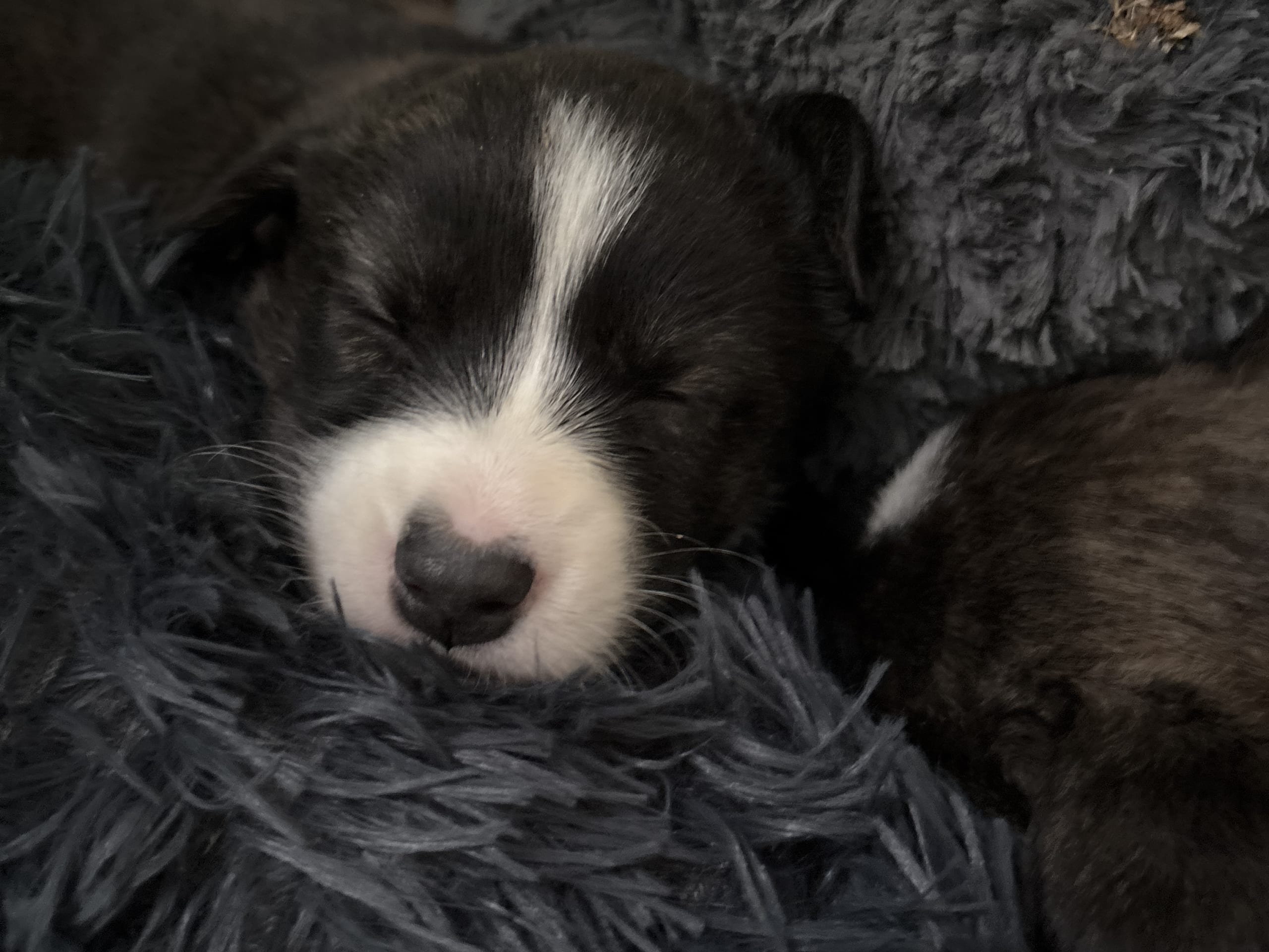 Welsh Corgi Cardigan · 2026-01-13 · Mellerud · Helena S.