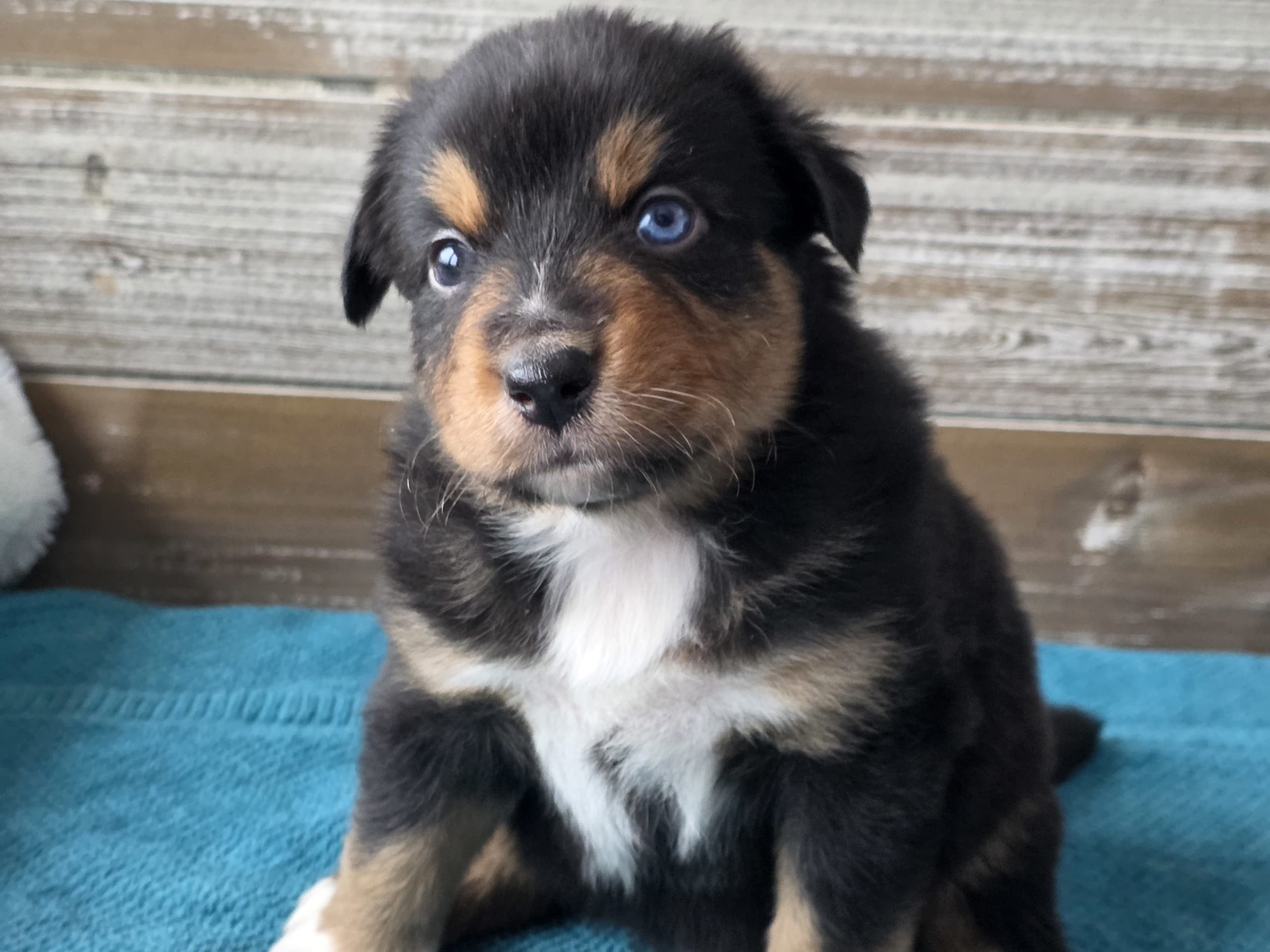 Australian shepherd · 2026-01-17 · Ekshärad · Aussie Bio Gård