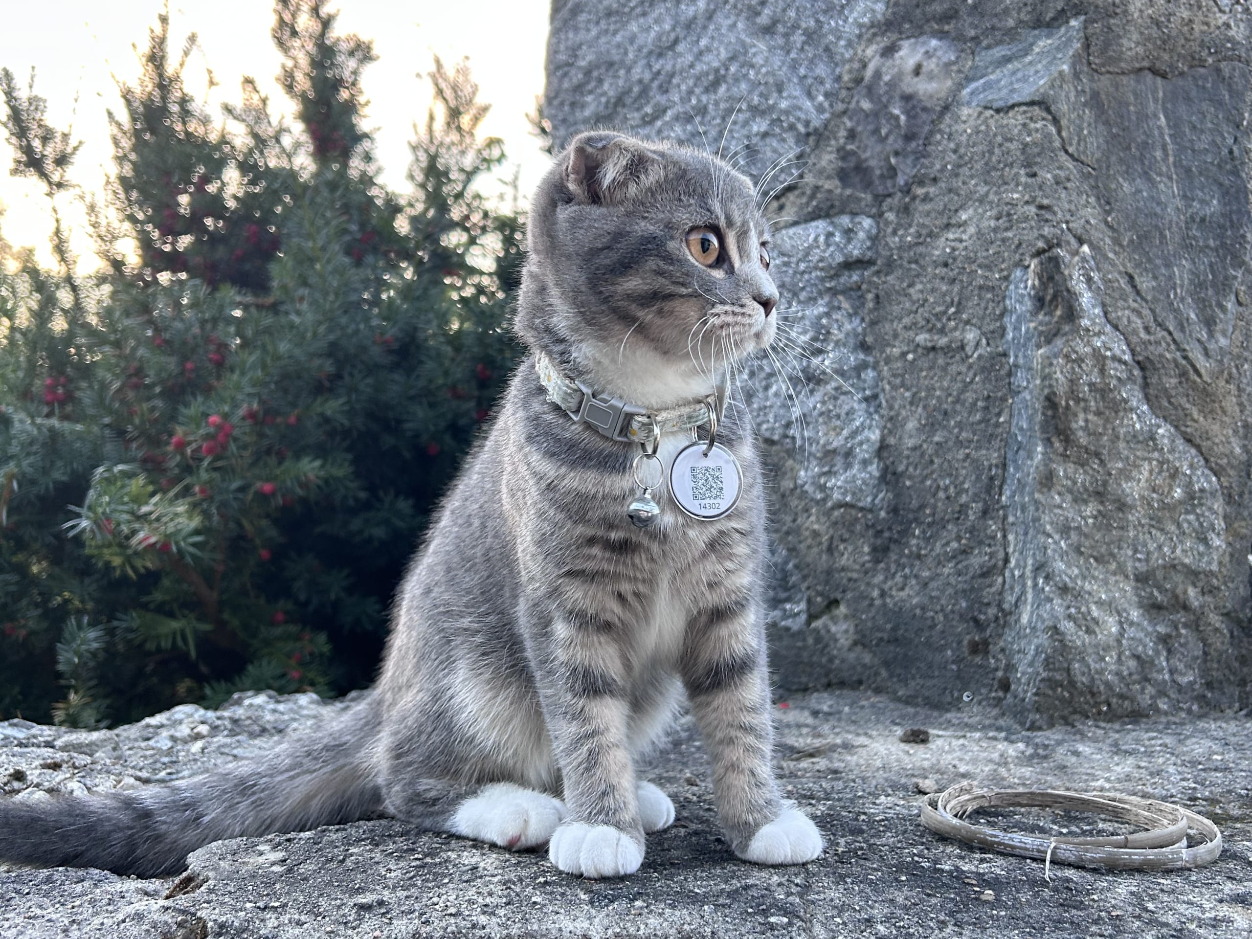 Scottish Fold · 2024-03-02 · Skedsmokorset · Fasih A.