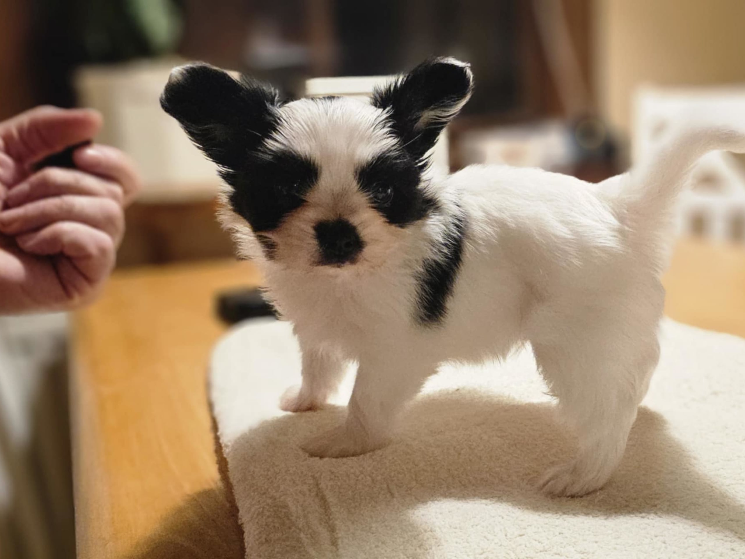 Papillon · 2025-12-12 · Markaryd · Hualtet's