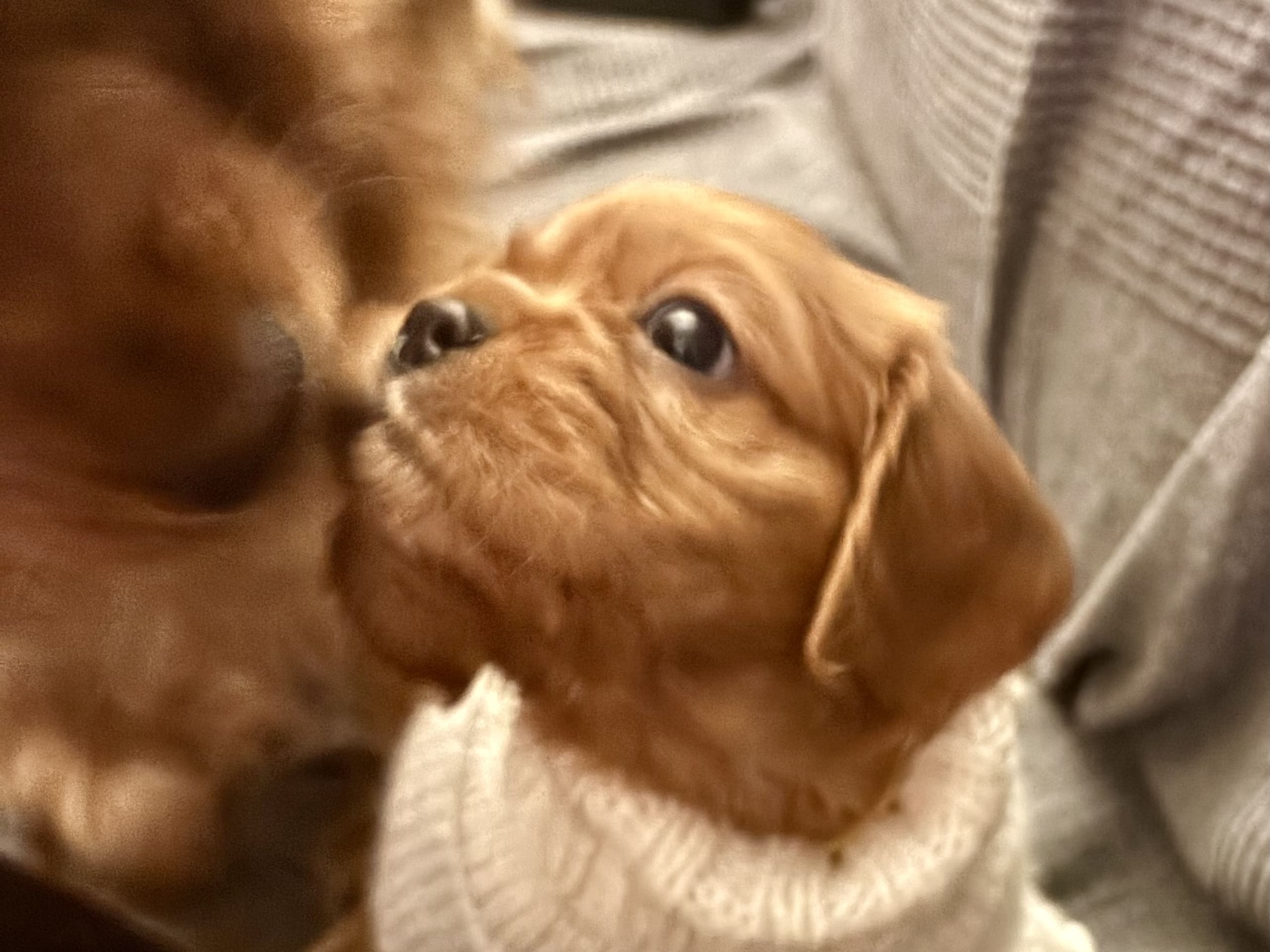 Cockalier · 2026-01-17 · Jät · Angelica S.