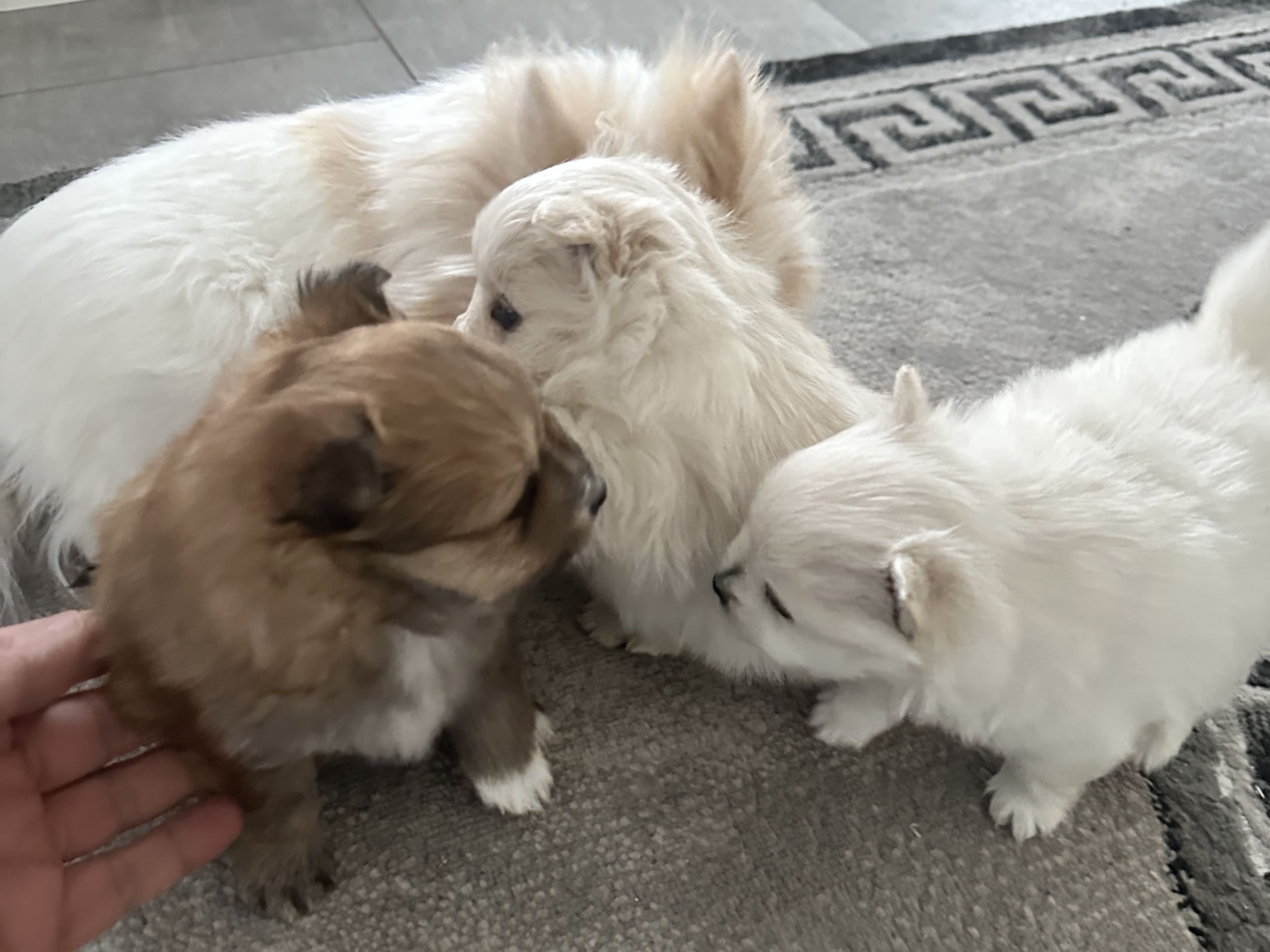 German Spitz – Mittelspitz