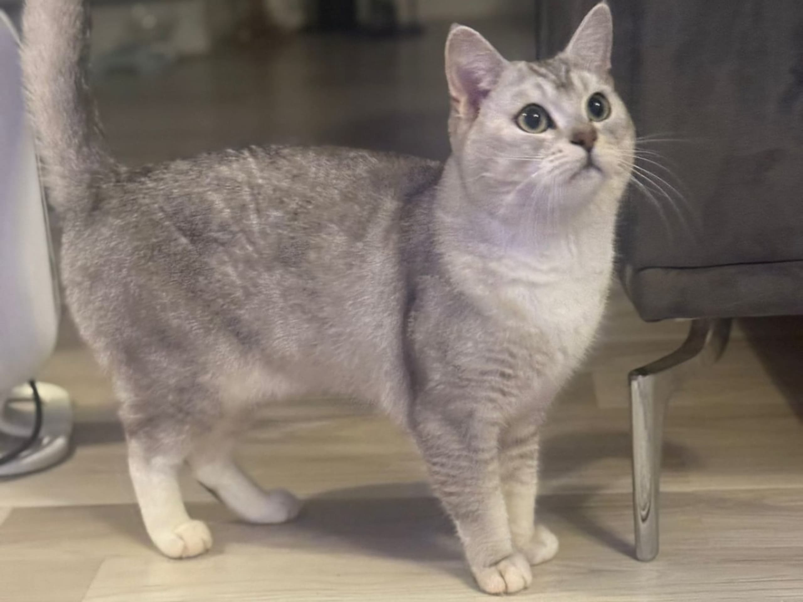 Brittiskt korthår · 2024-05-06 · Nesttun · Even K.