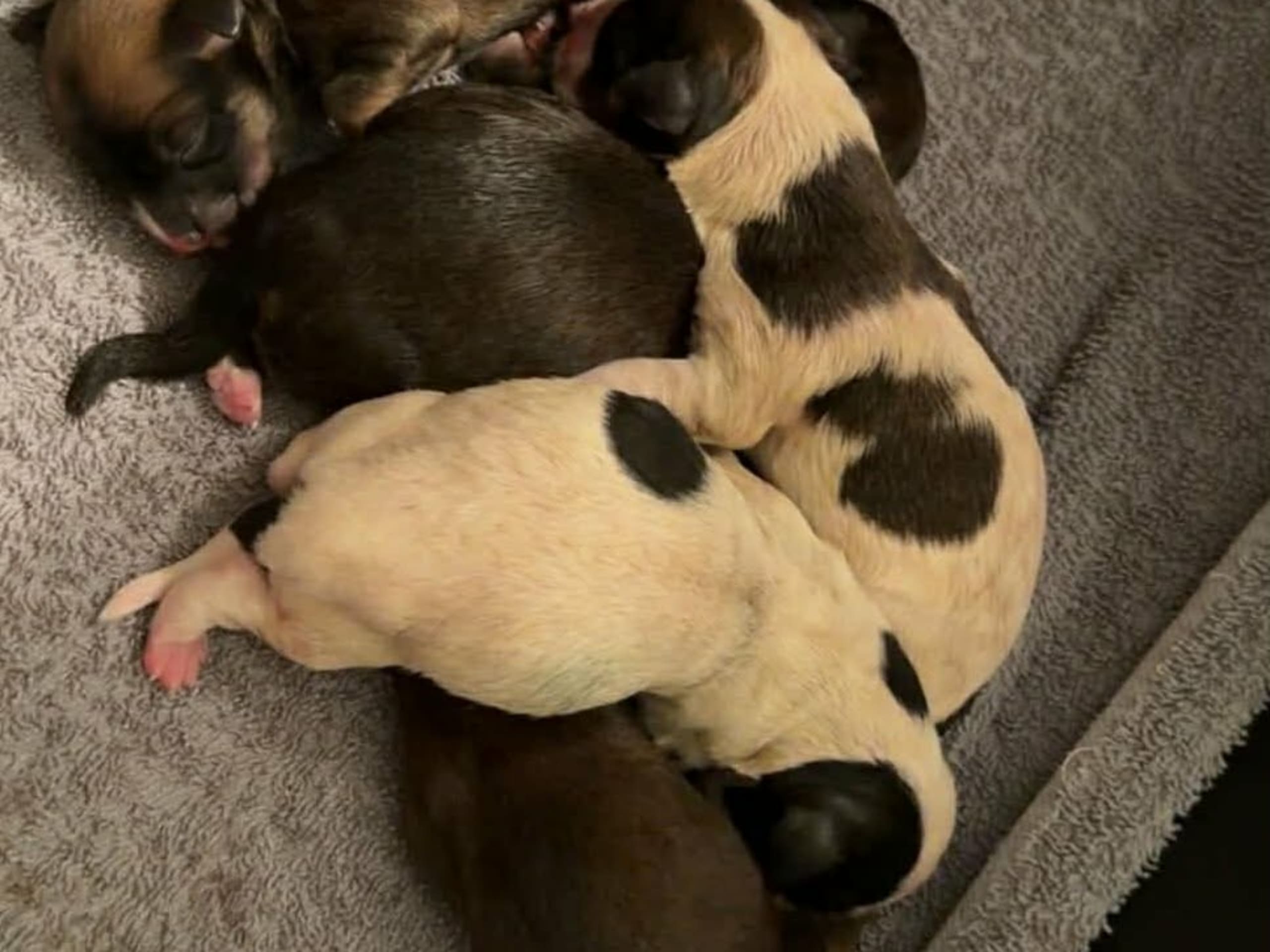 Havanese · 2026-01-04 · Mora · Ek-kvistens kennel