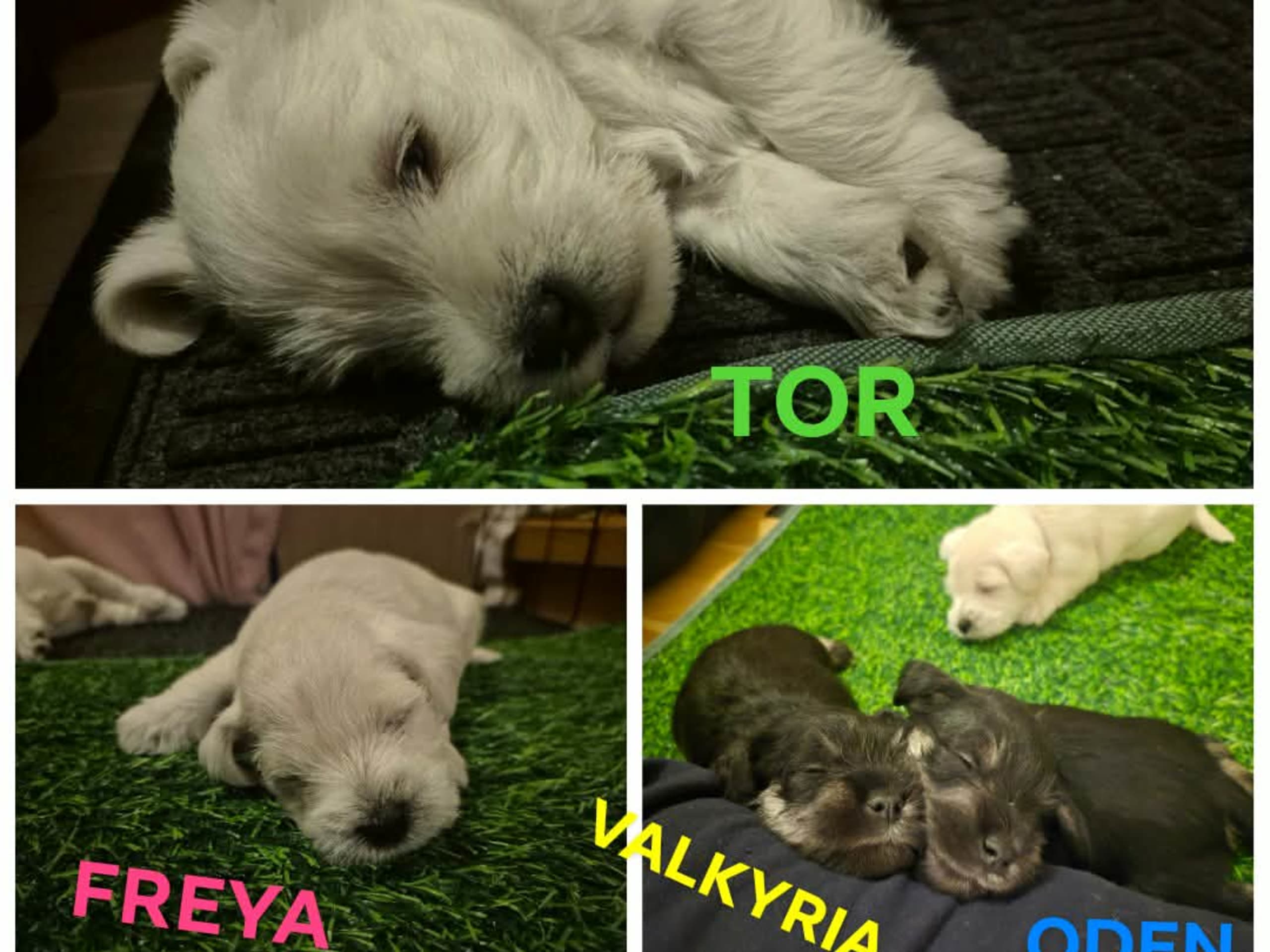 Dvärgschnauzer · 2026-01-05 · Gusum · Madeleine Selinder