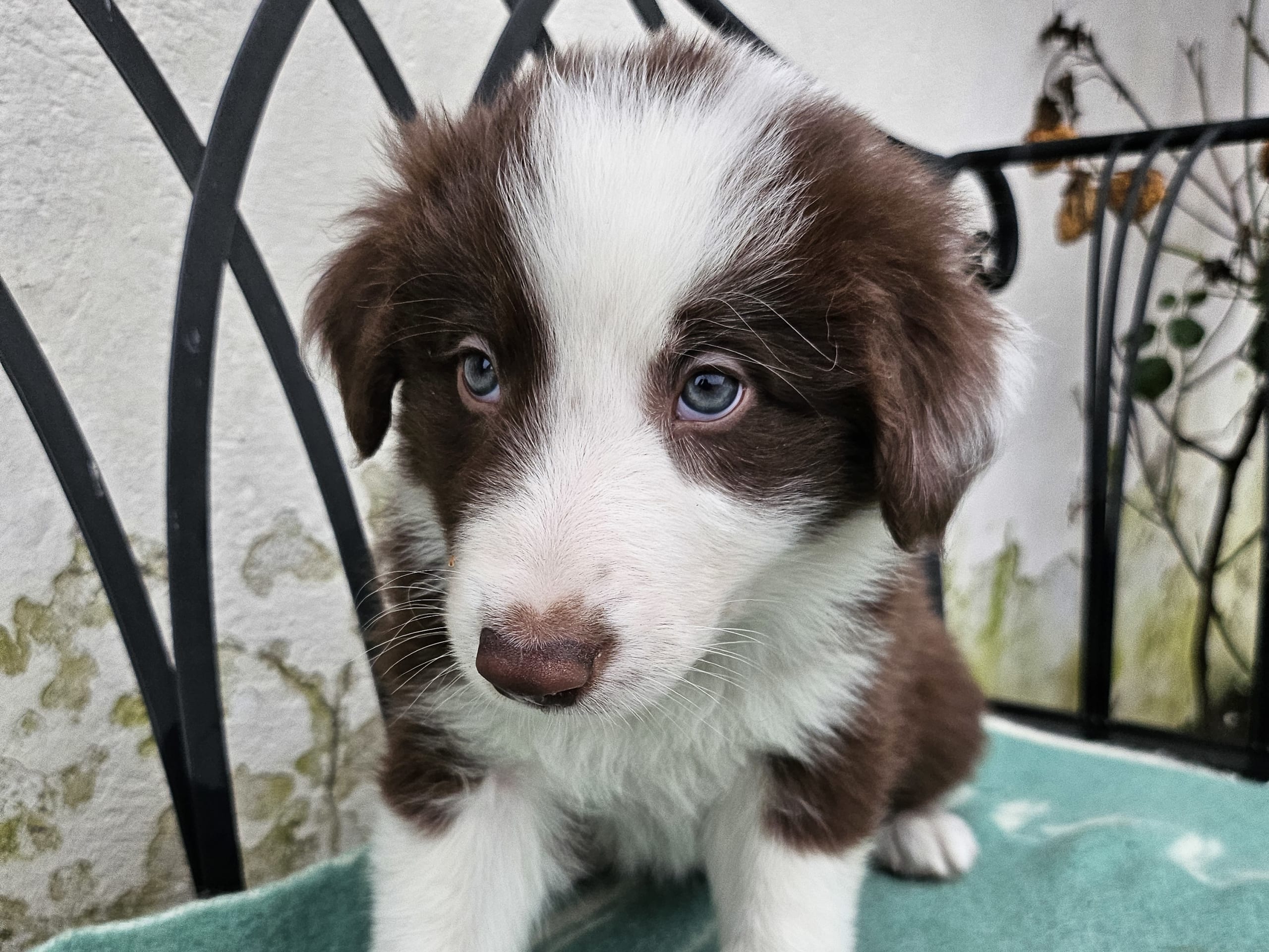 Border Collie