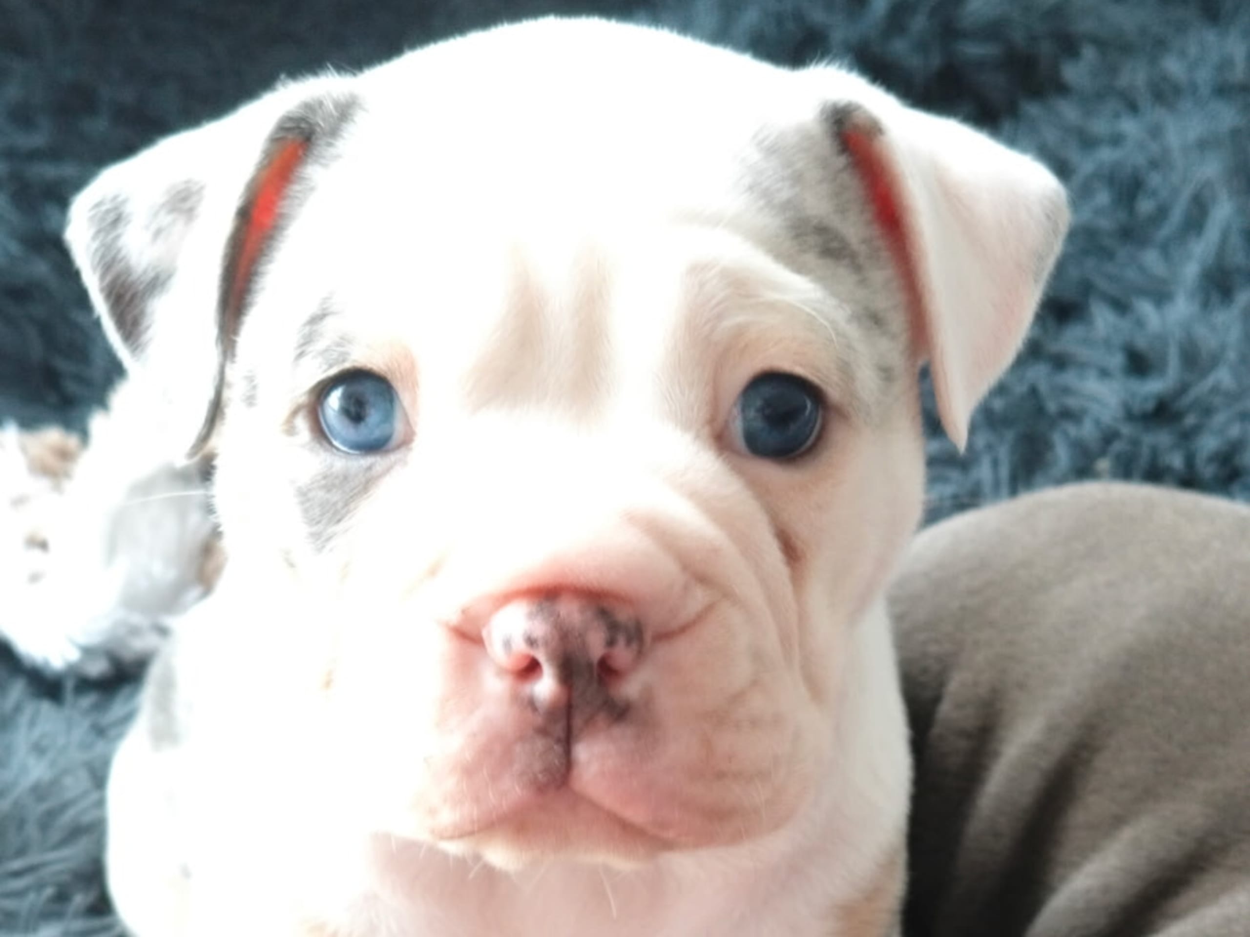 Olde English Bulldogge