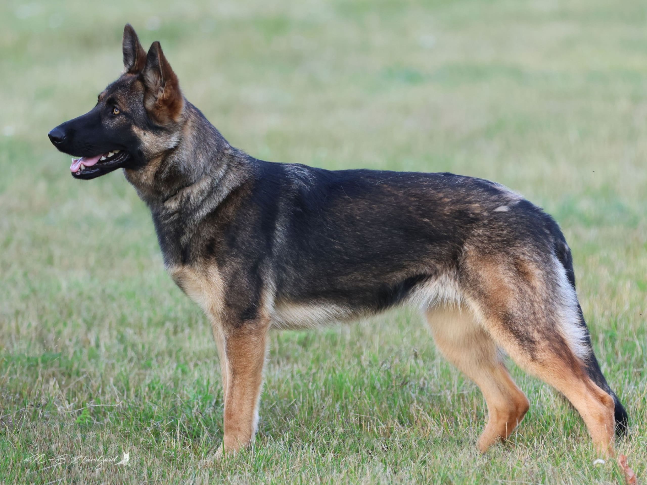 Tysk Schäferhund · 2024-10-19 · Listerby · KENNEL SNIBOR ANZI