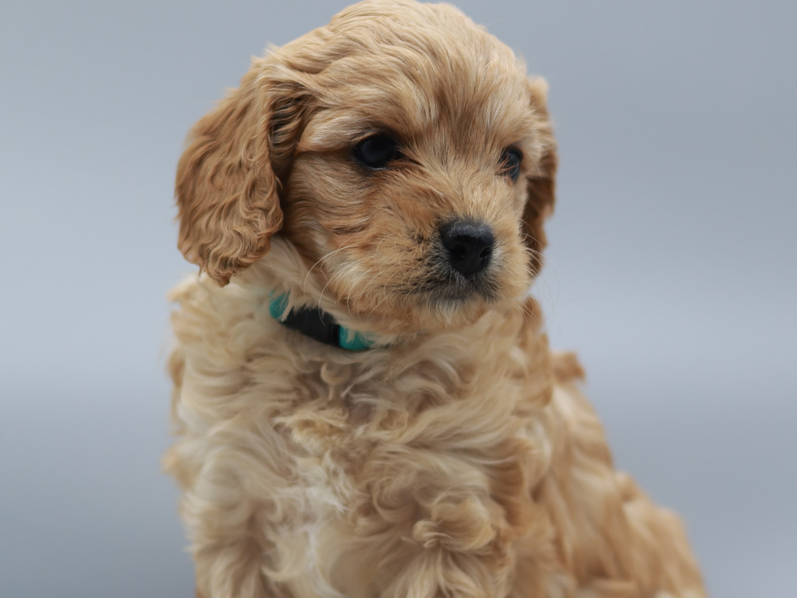 Cavapoo