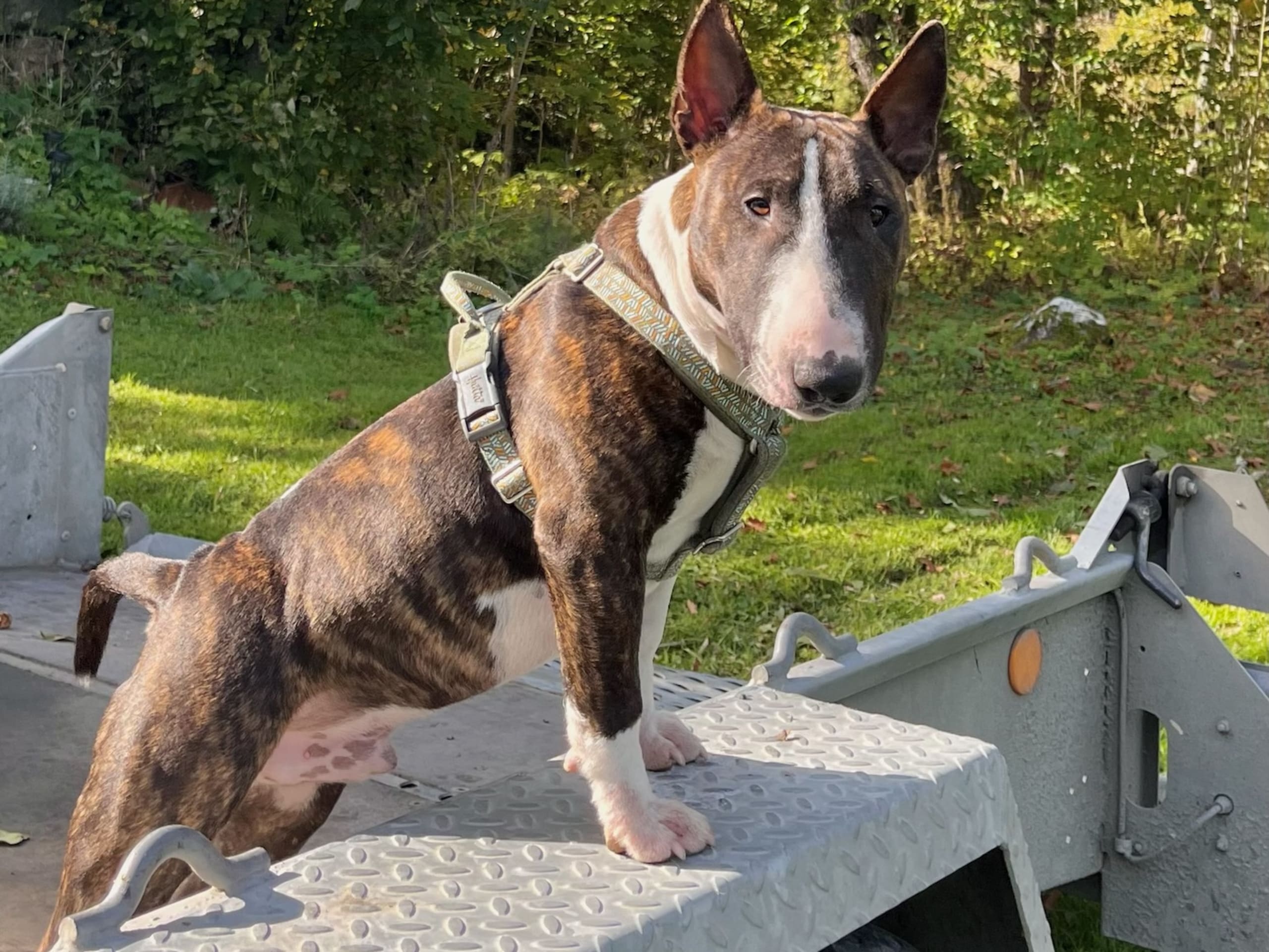 Miniature Bull Terrier · 2025-03-07 · Östhammar · Chris B.