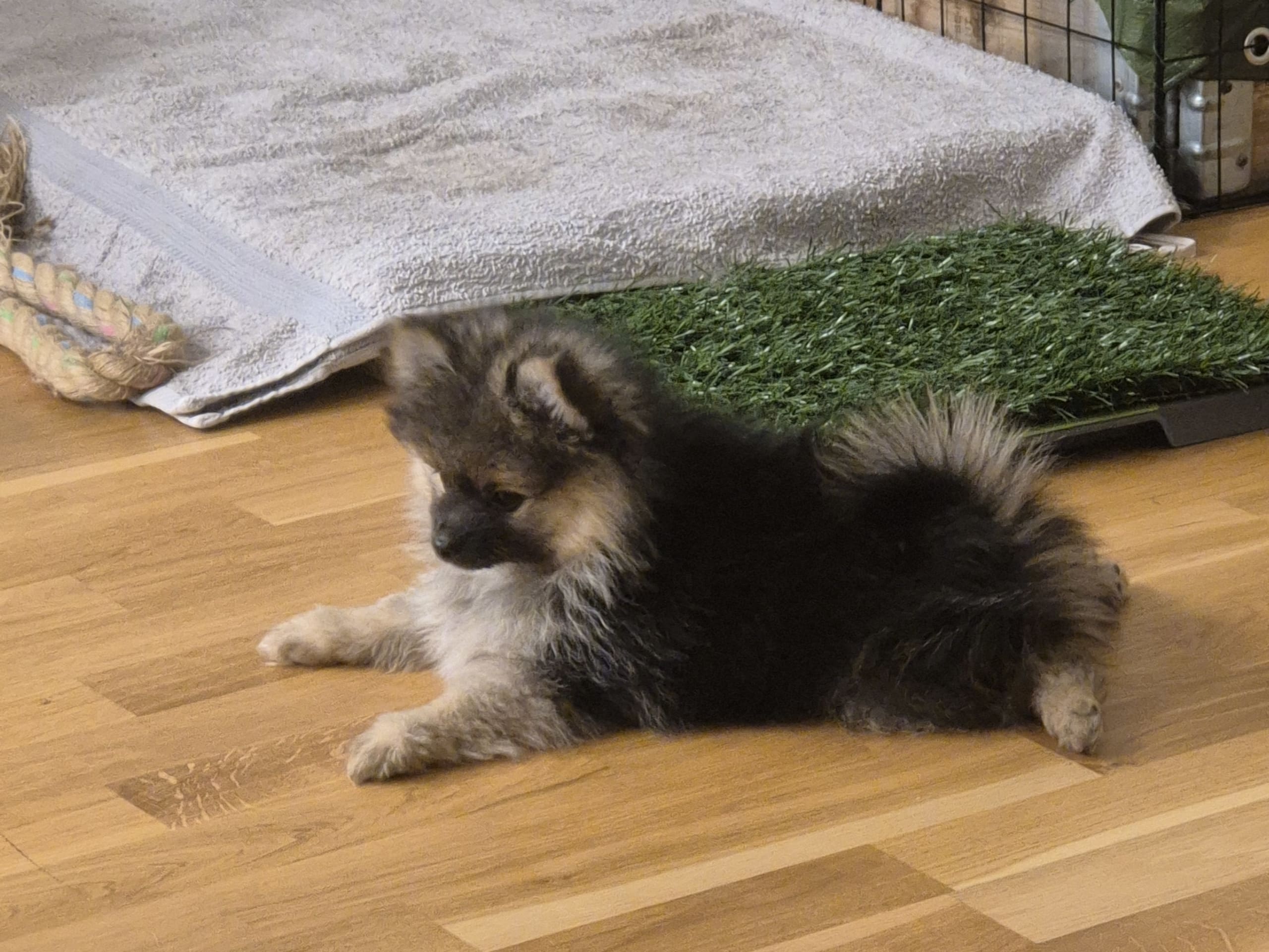 Pomeranian och Papillon · 2025-12-14 · Örebro · Marie L.