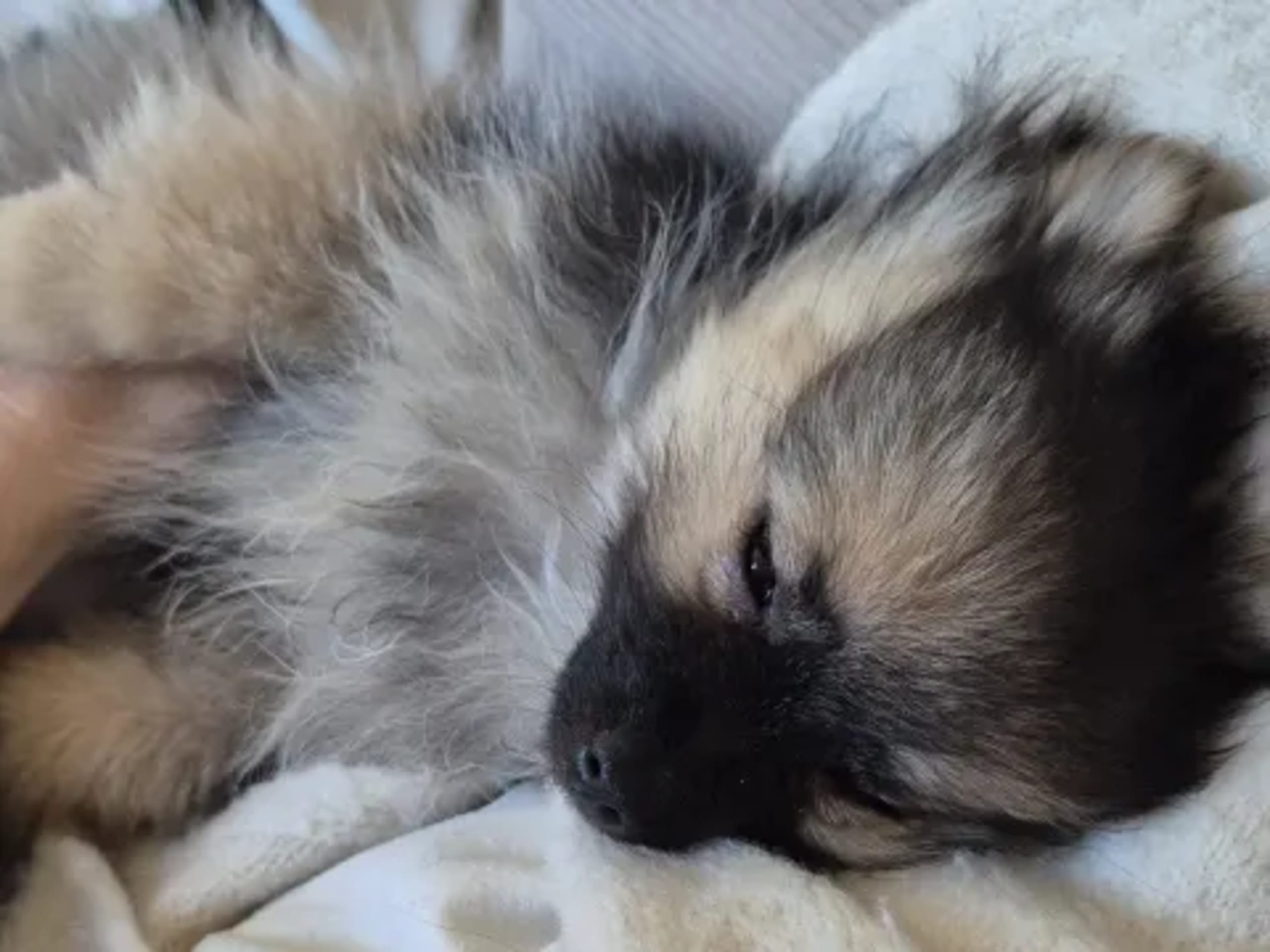 Pomeranian / Papillon · 2025-12-14 · Örebro · Marie L.