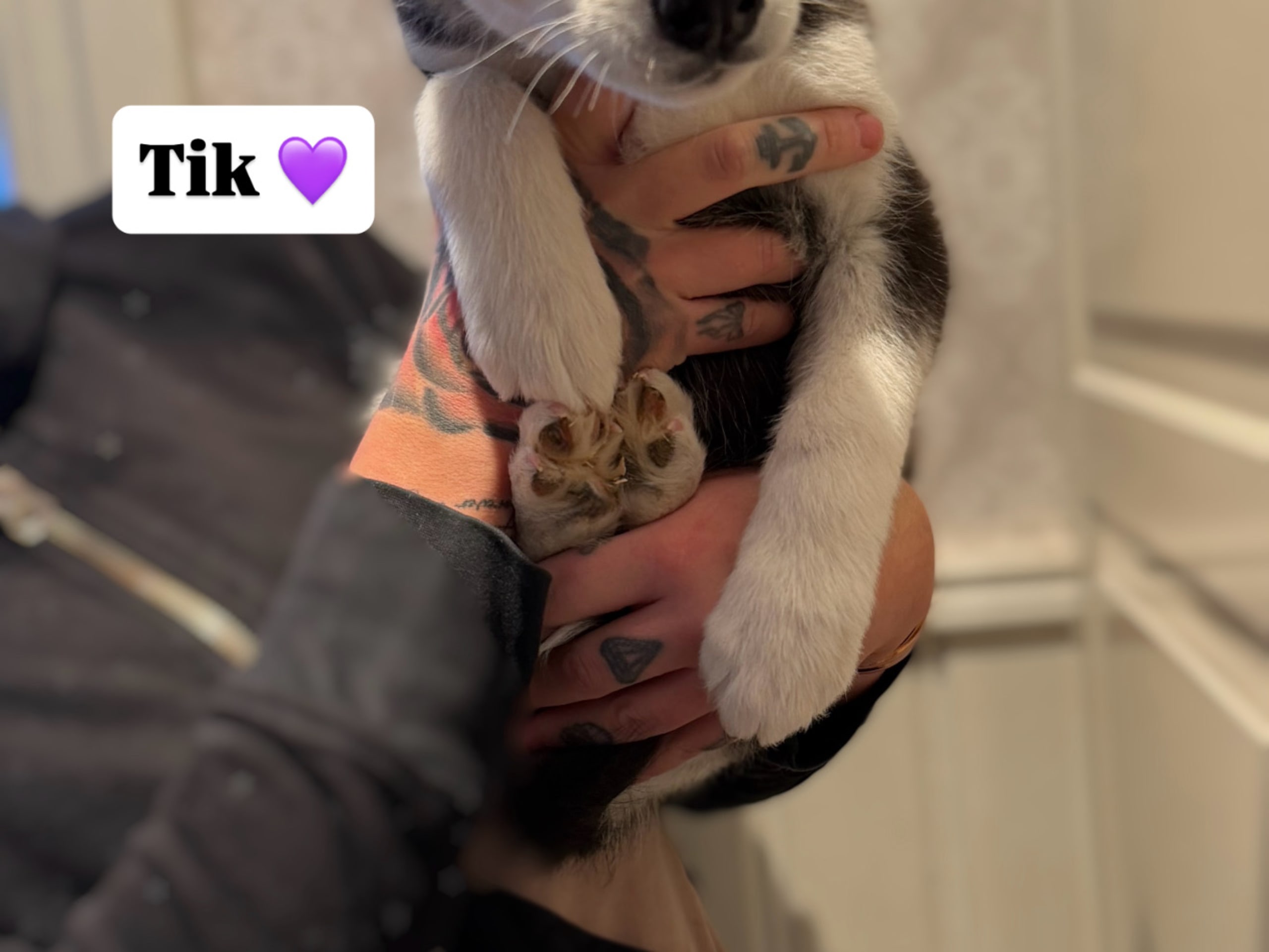 Siberian Husky · 2025-11-07 · Floby · Vargarflockens