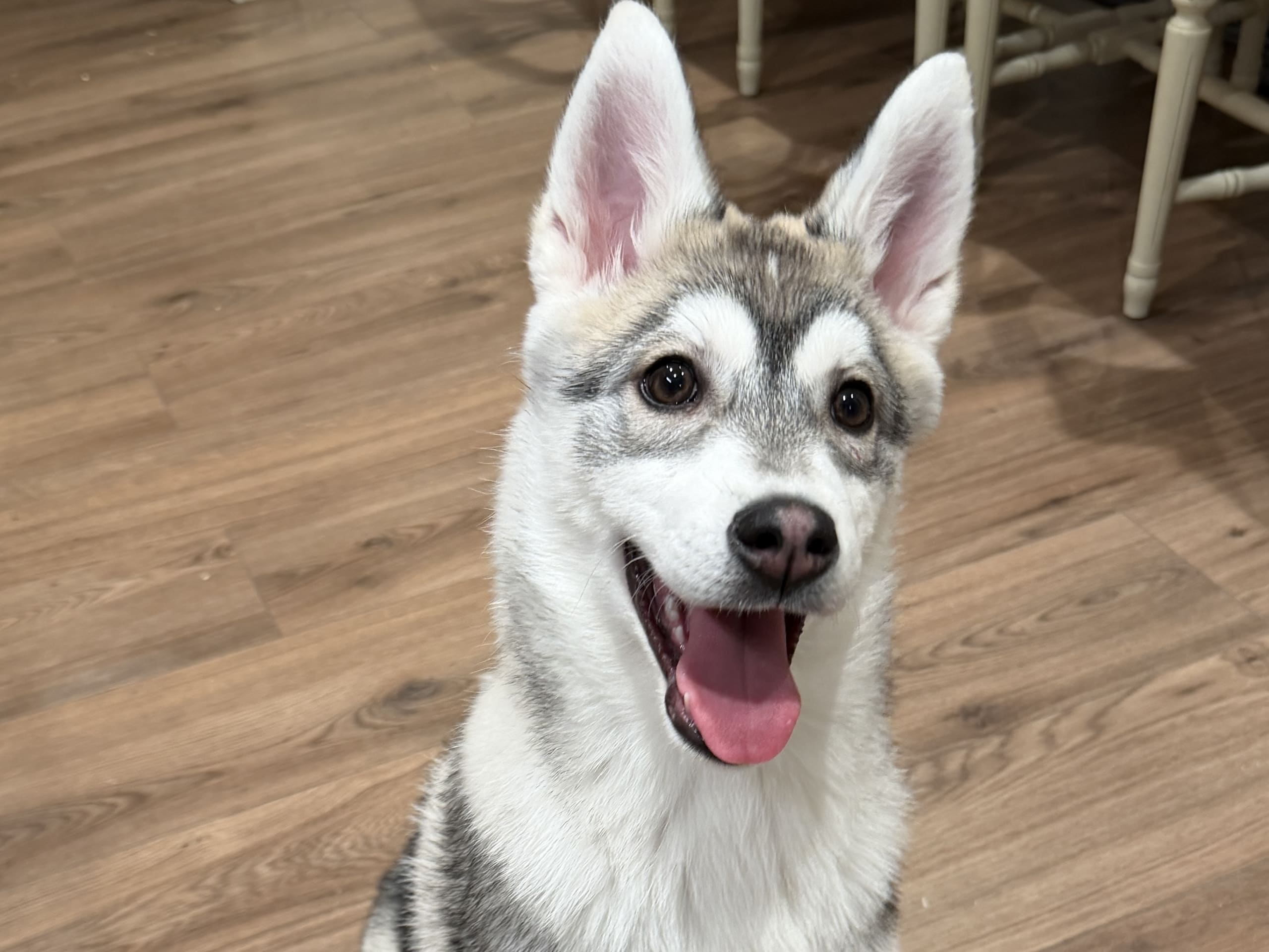 Siberian husky