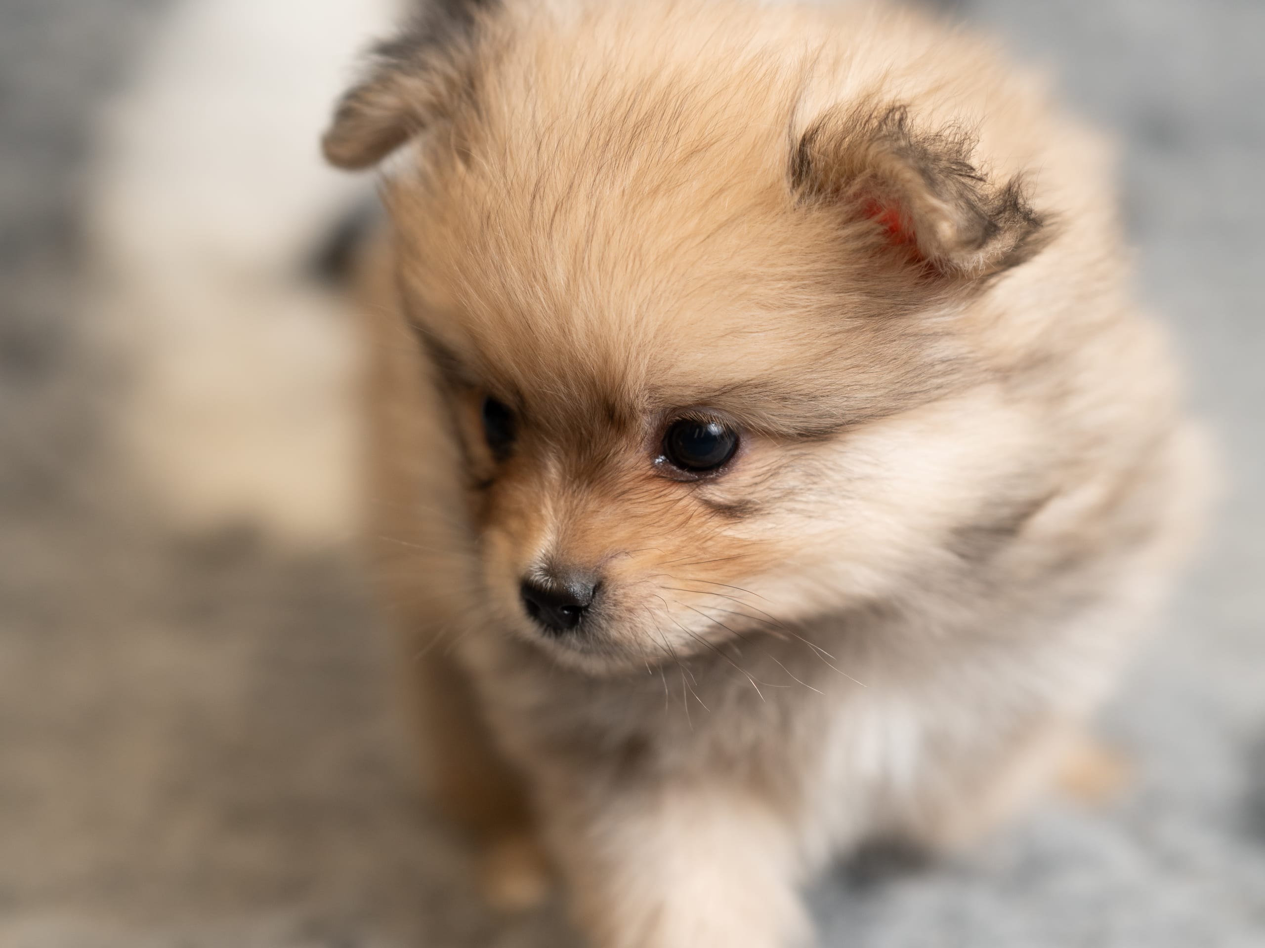 Pomeranian och Papillon · 2026-01-19 · Helsingborg · Alicia H.