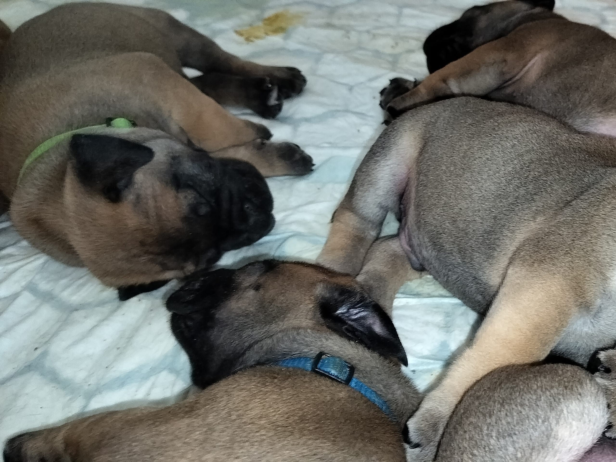 Boerboel · 2026-02-20 · Fredrikstad · Boergarden boerboels