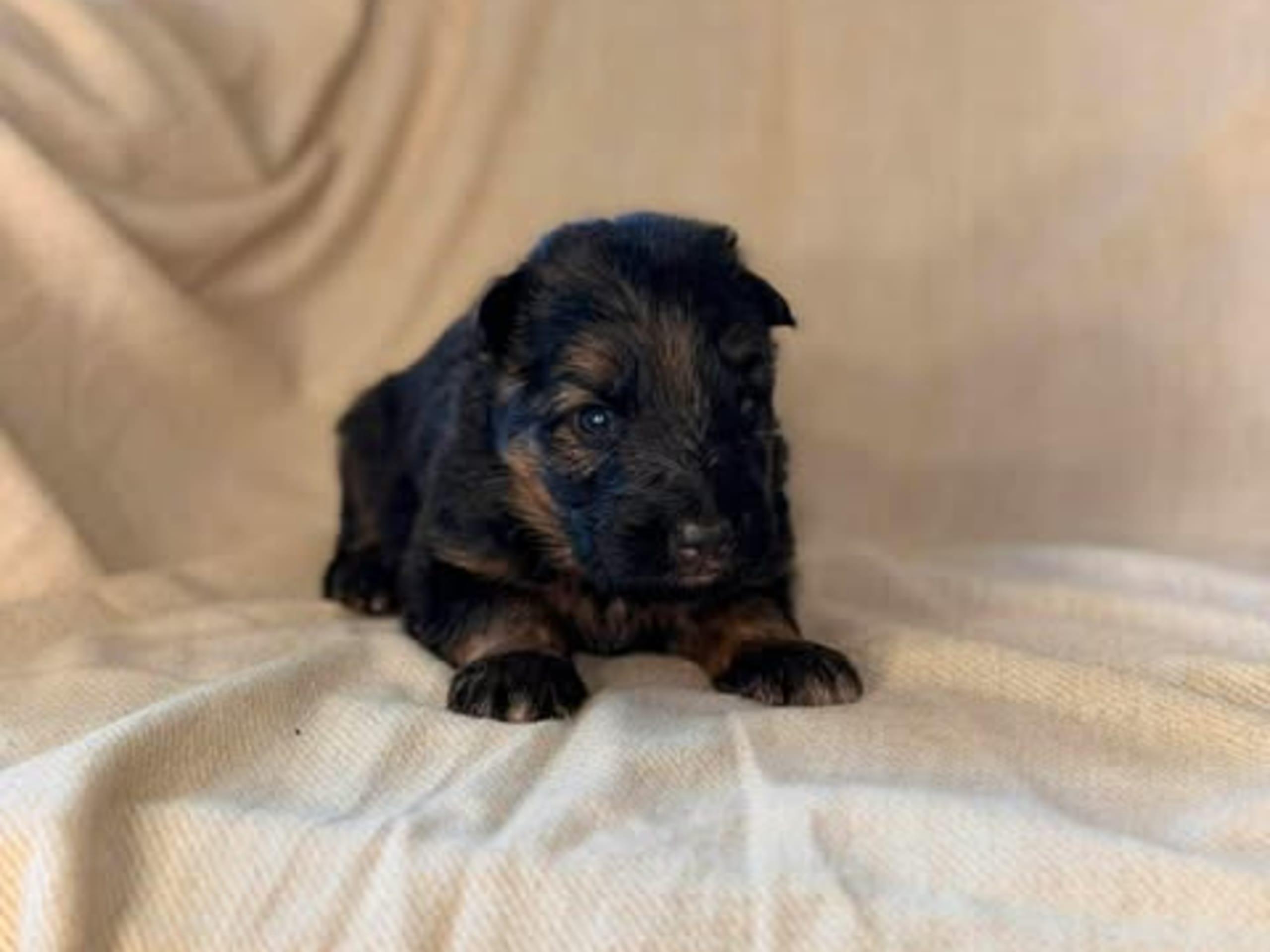 Sheperd Guardians Aslan