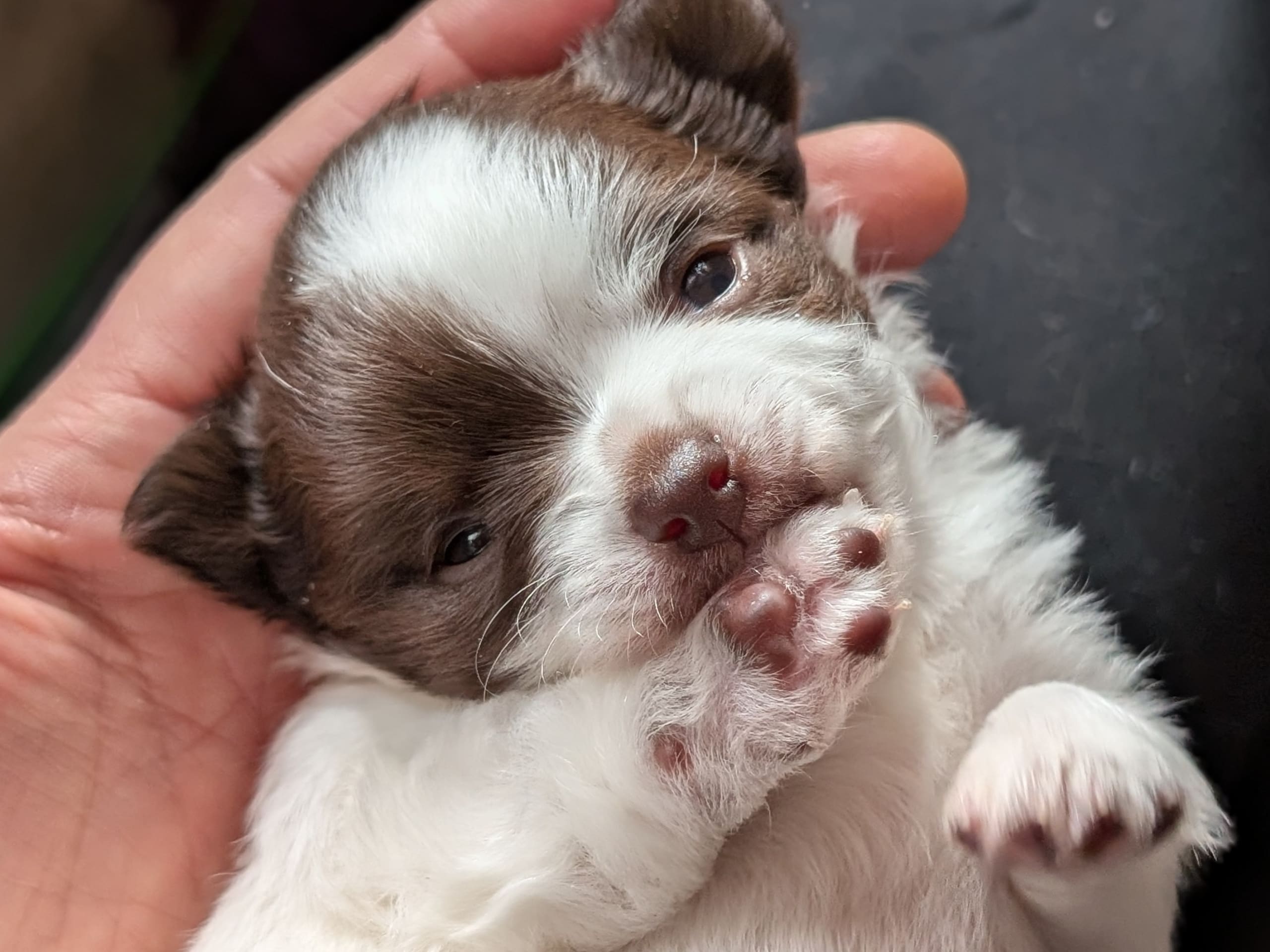 Hane 1  Jon Bon Jovi