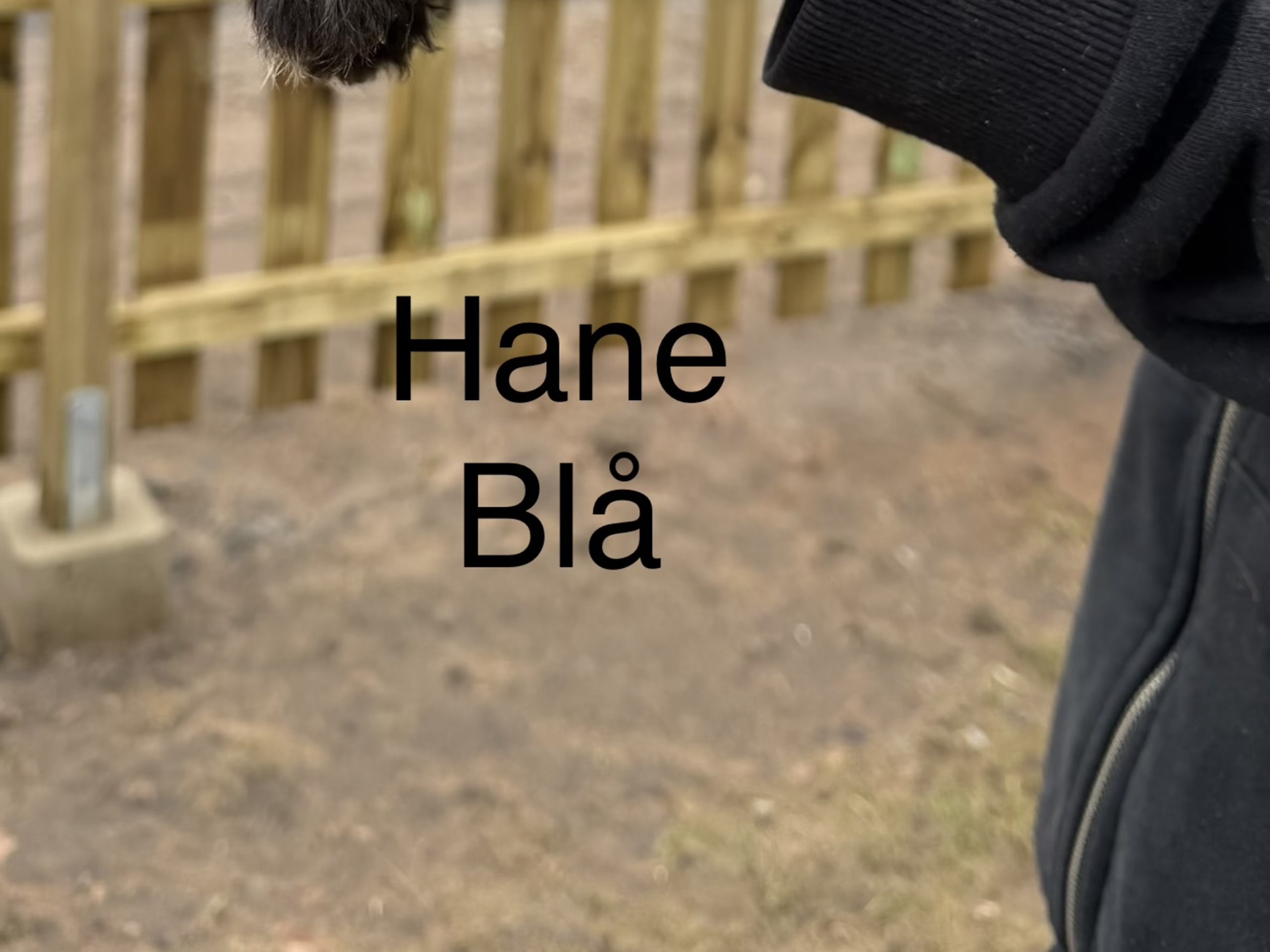 Hane Blå