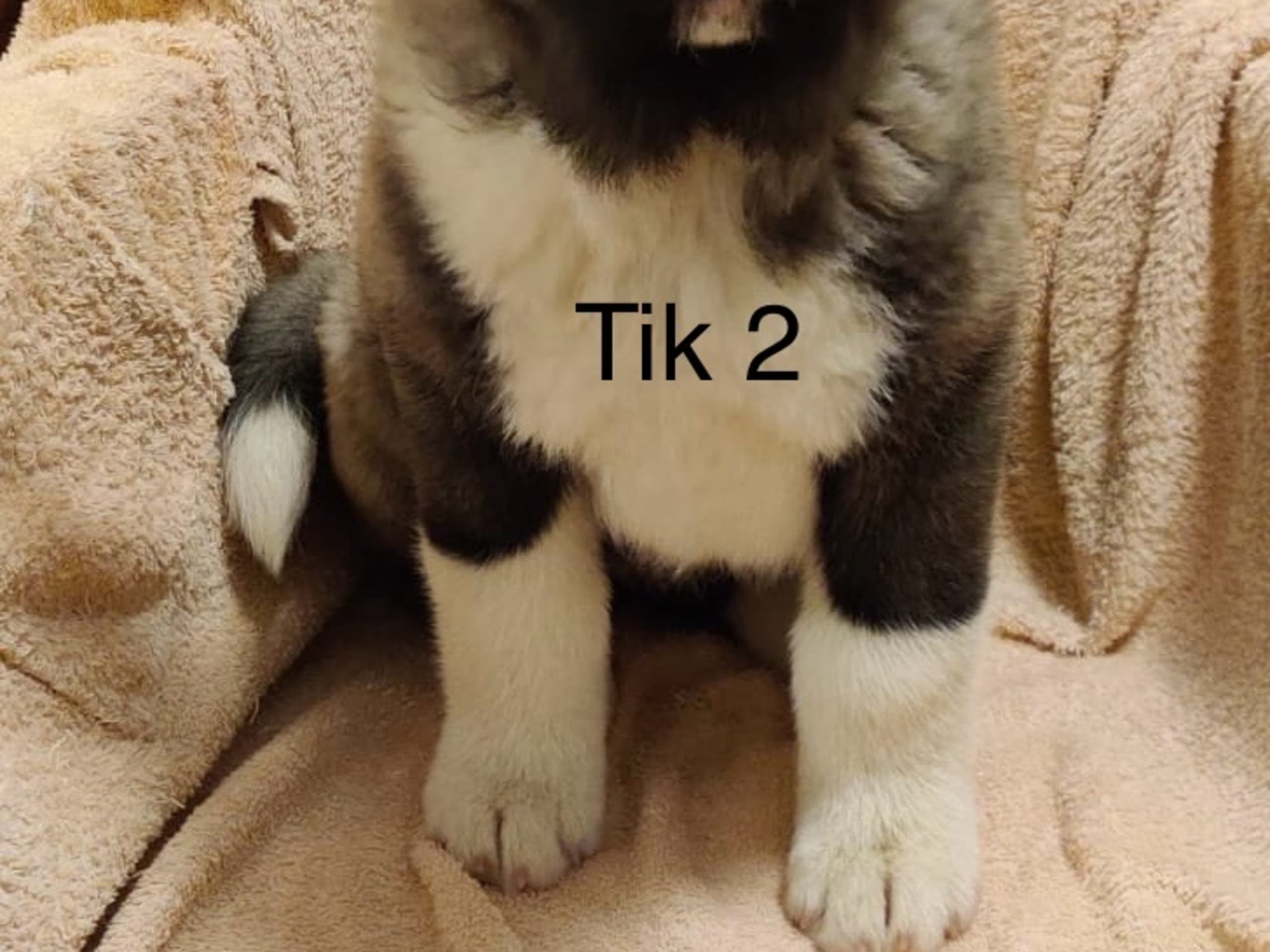 Tik 2