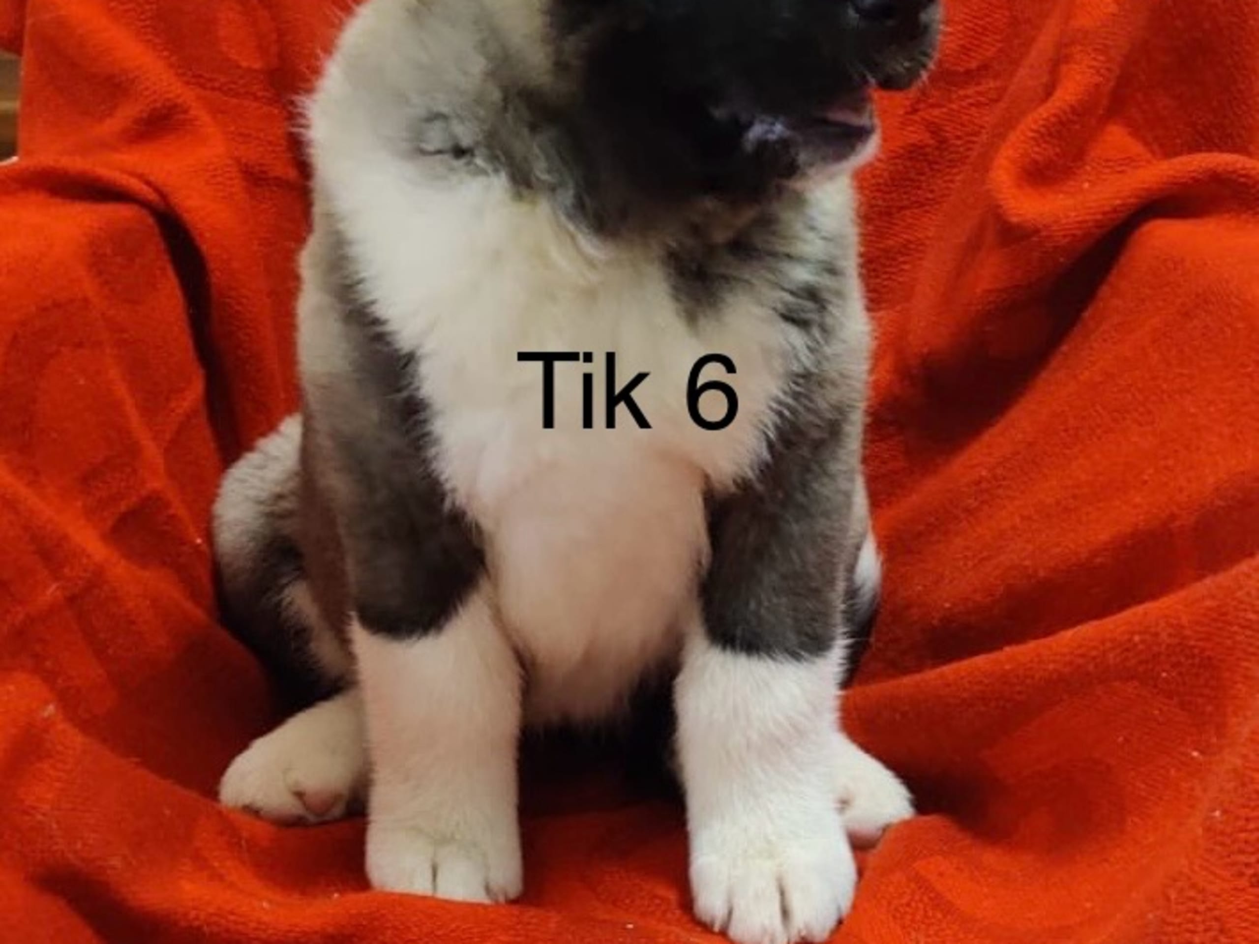 Tik 6