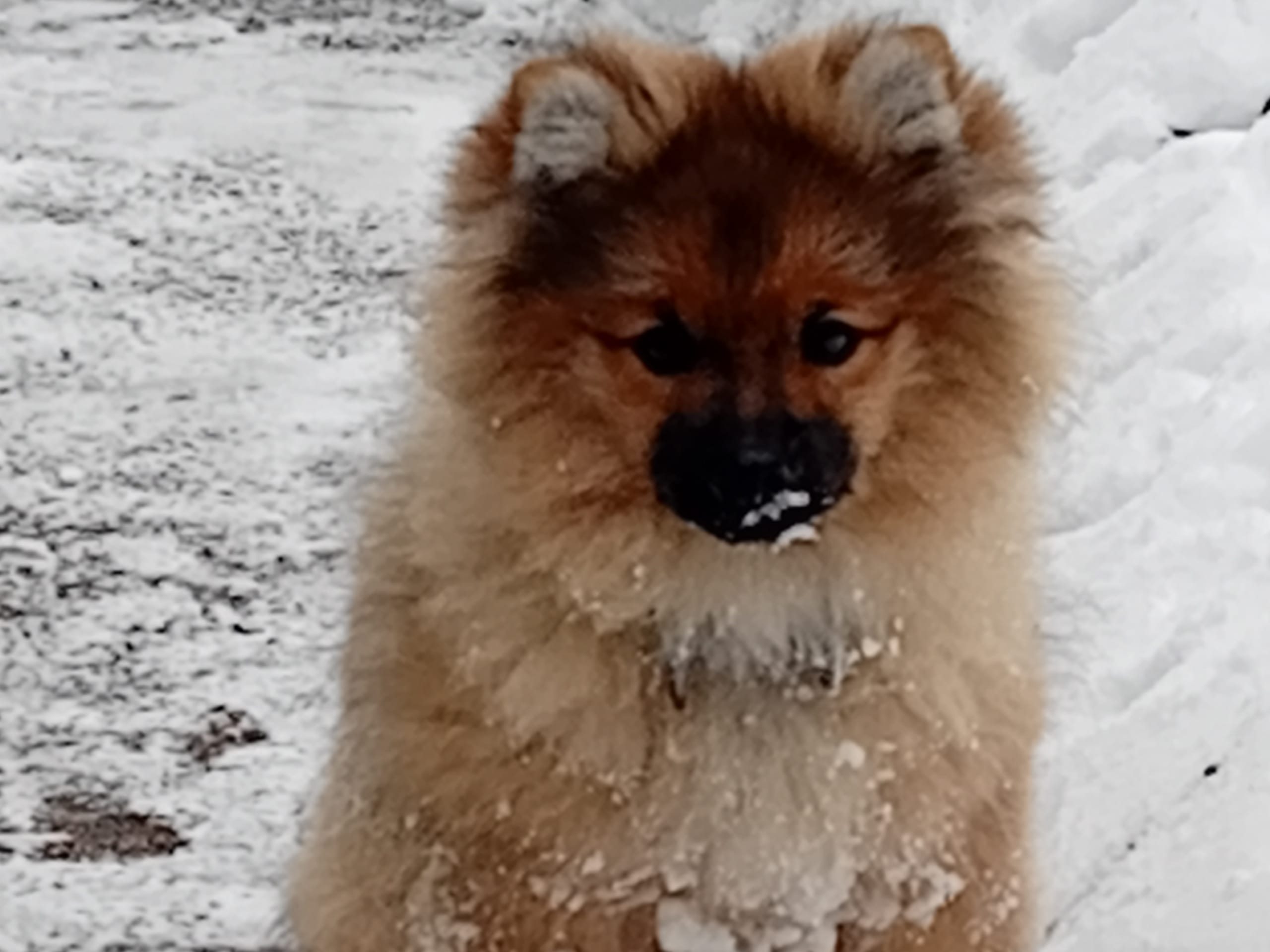 Vinåsens Gizmo (80354)