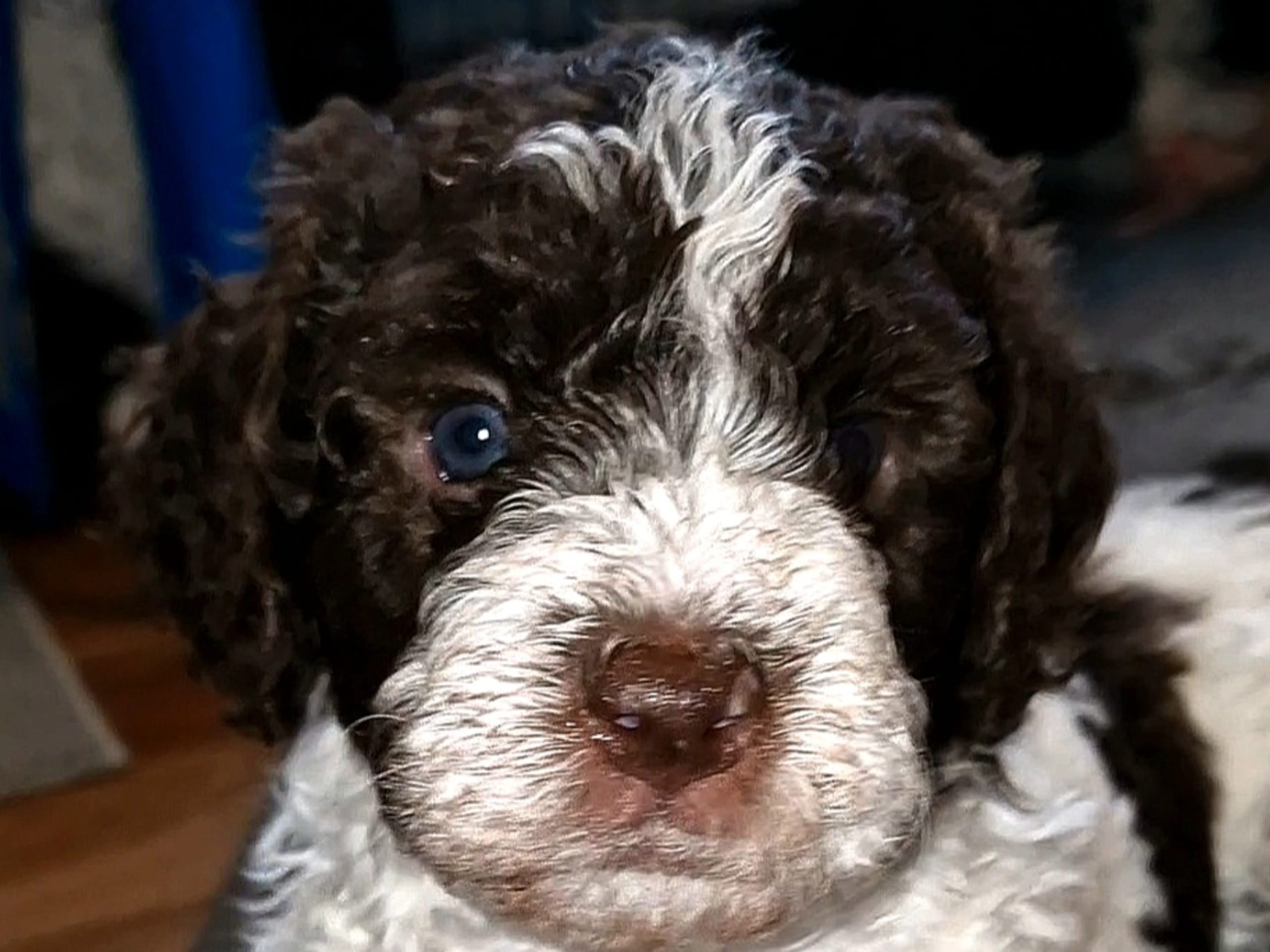 Bellamigo Royal-Nose Ponsi