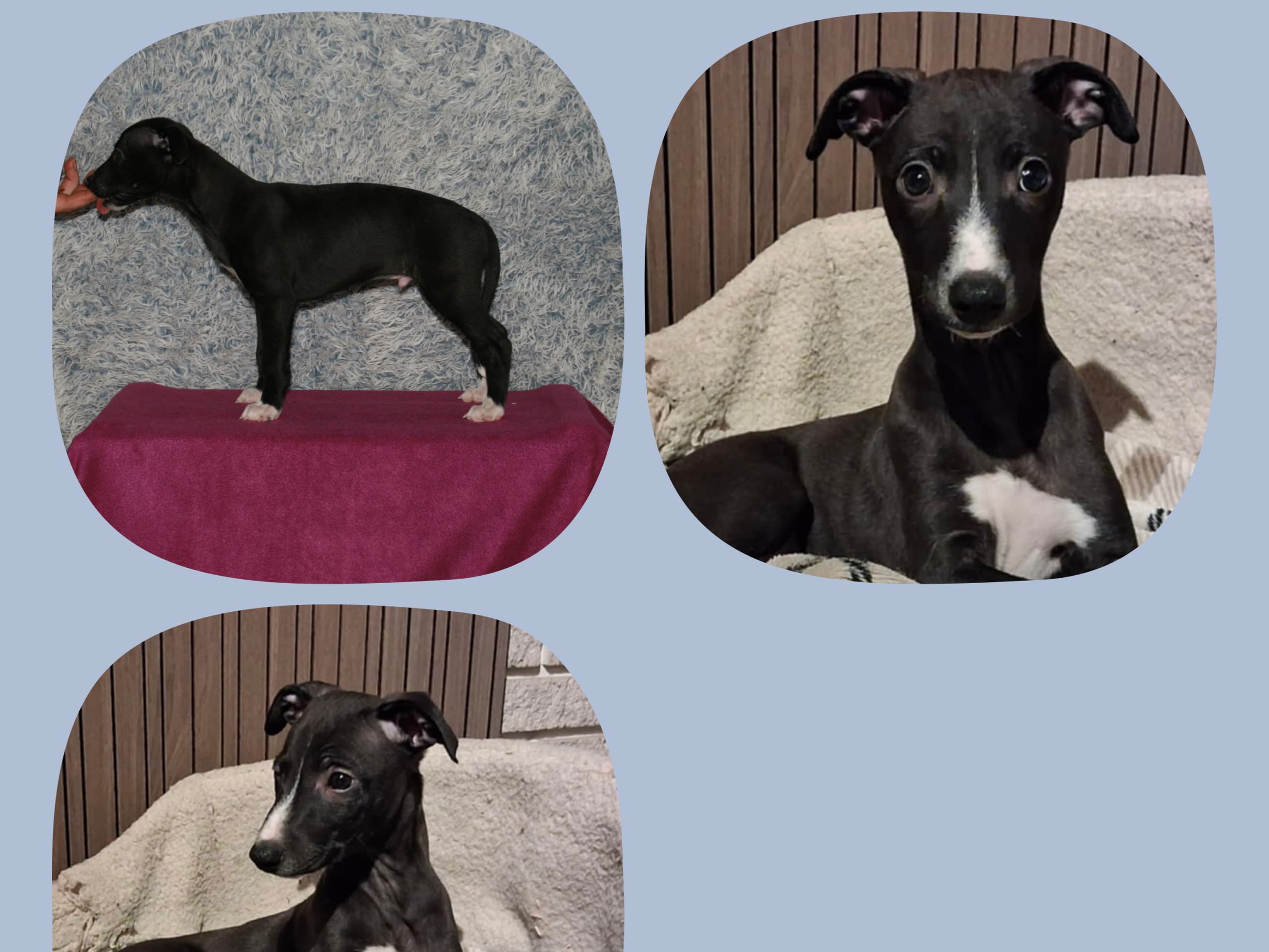 Dolce Musica's That's Irish Coffee