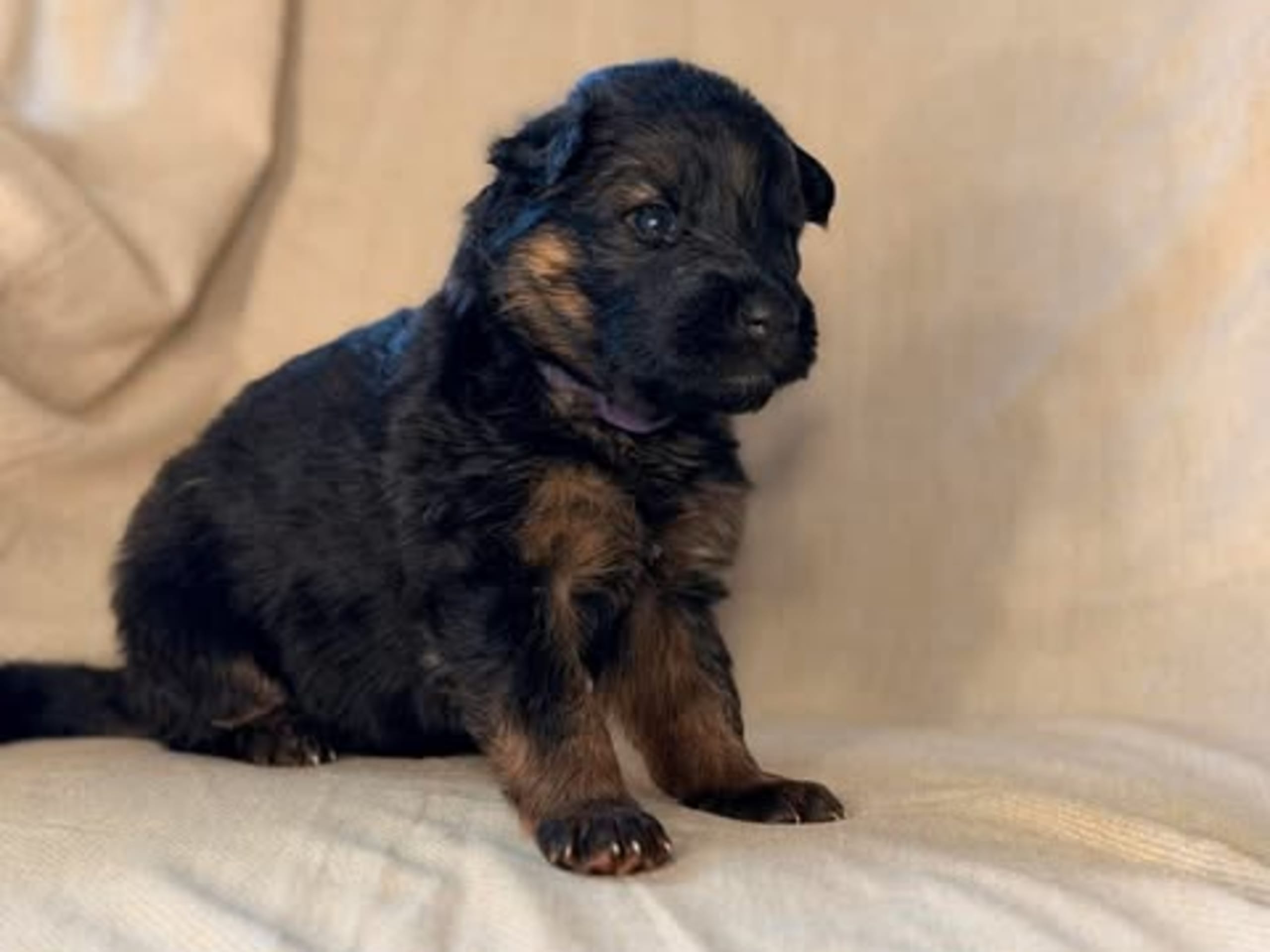 Sheperd Guardians Astrid