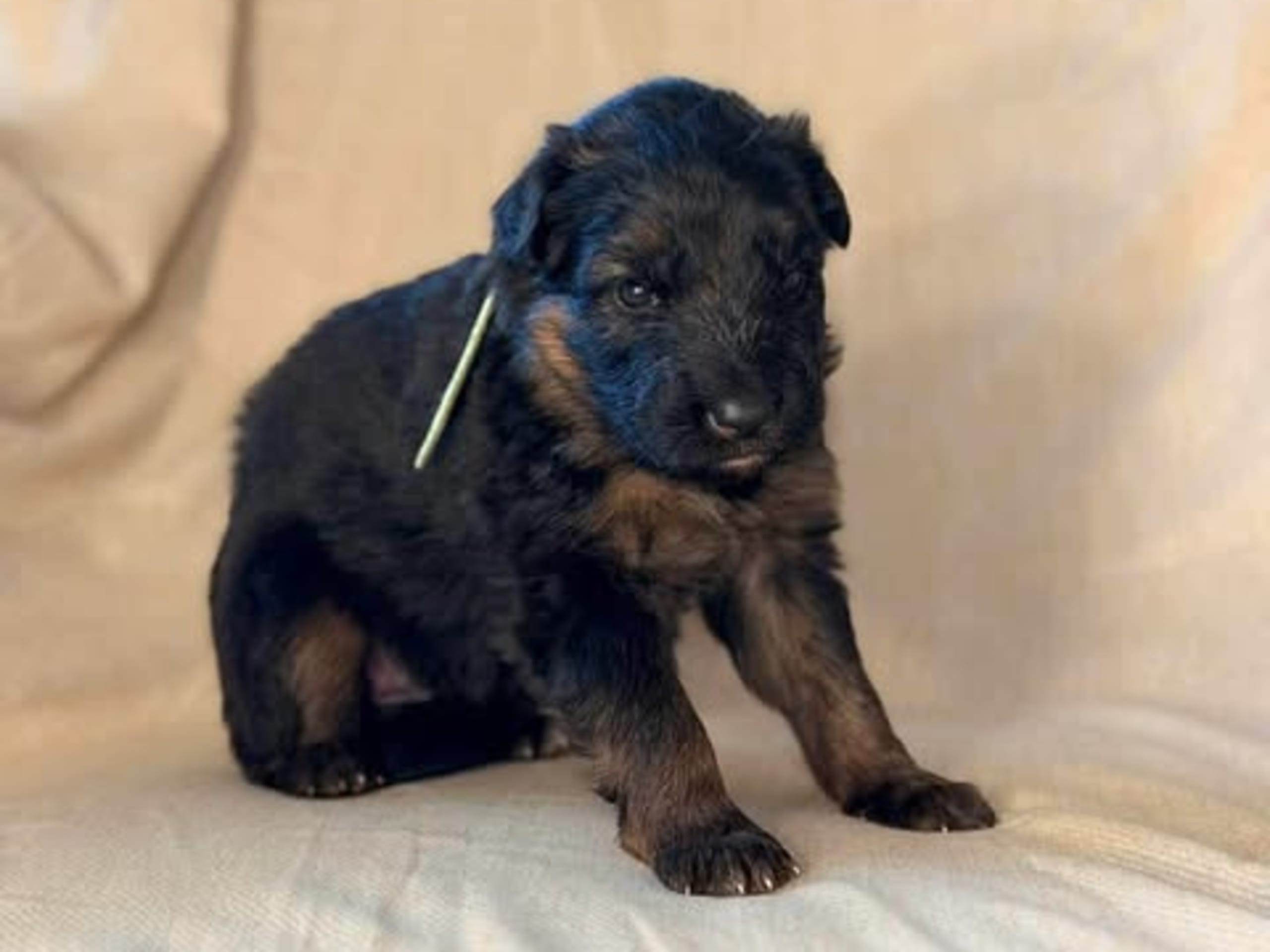 Sheperd Guardians Aska