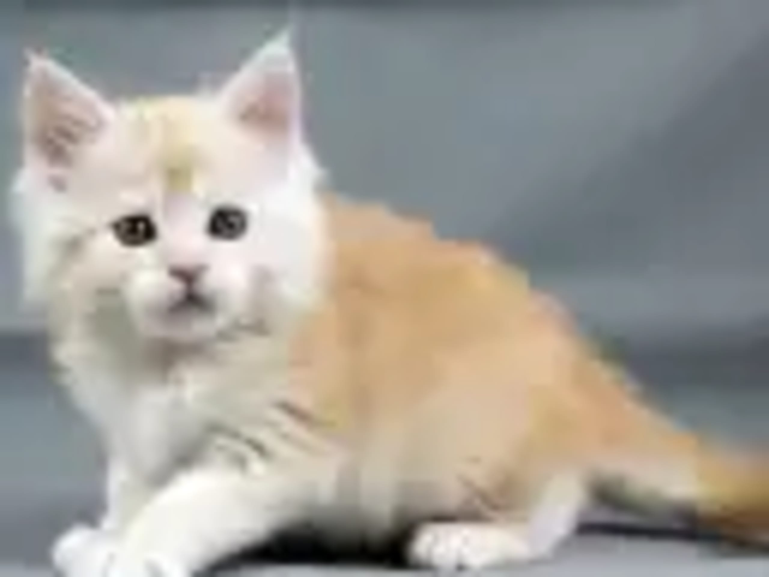 Dagdrivarn Skerryvore