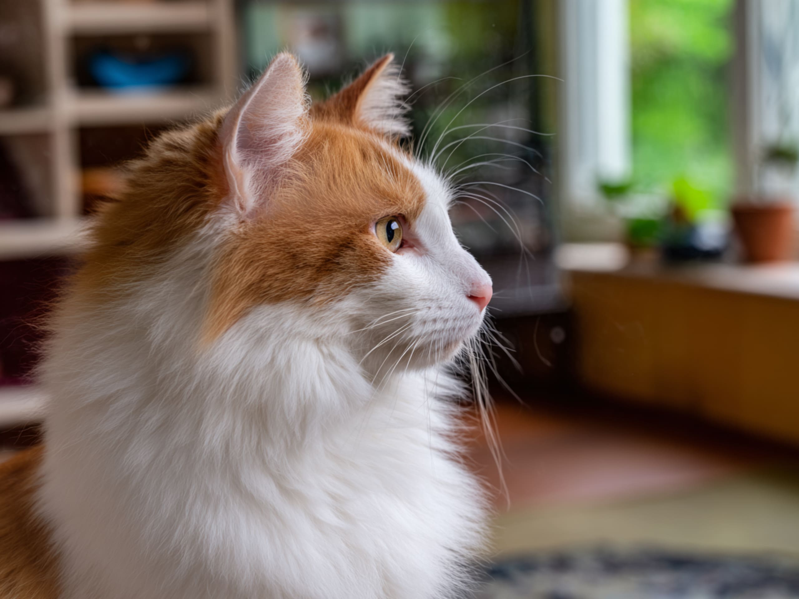 Turkish Van