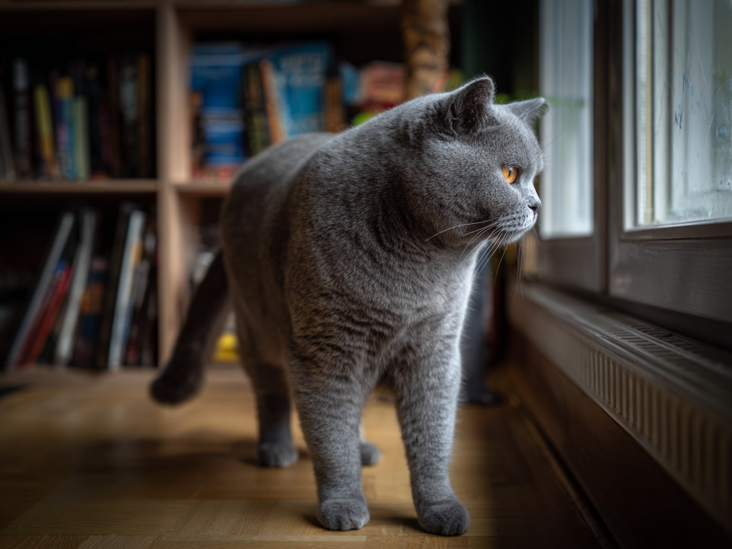 British Shorthair