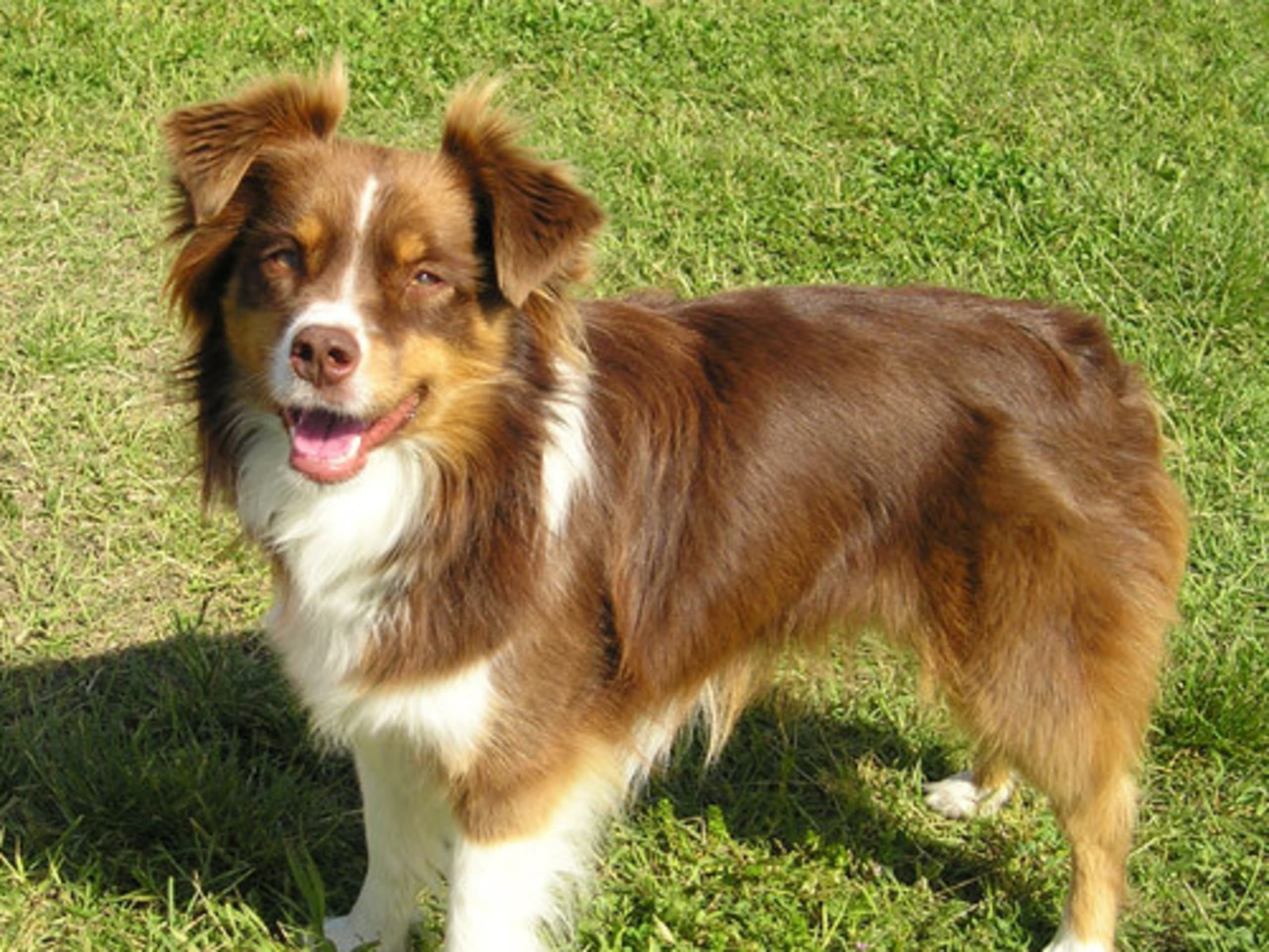 Miniature American Shepherd